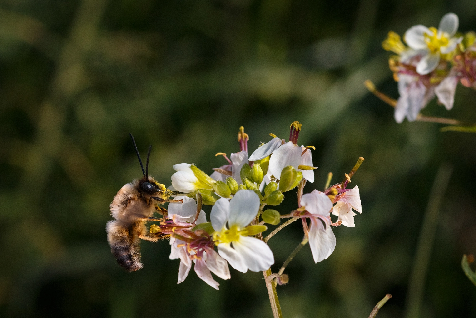 Canon EOS 70D + Sigma 105mm F2.8 EX DG OS HSM sample photo. Abeja2 photography