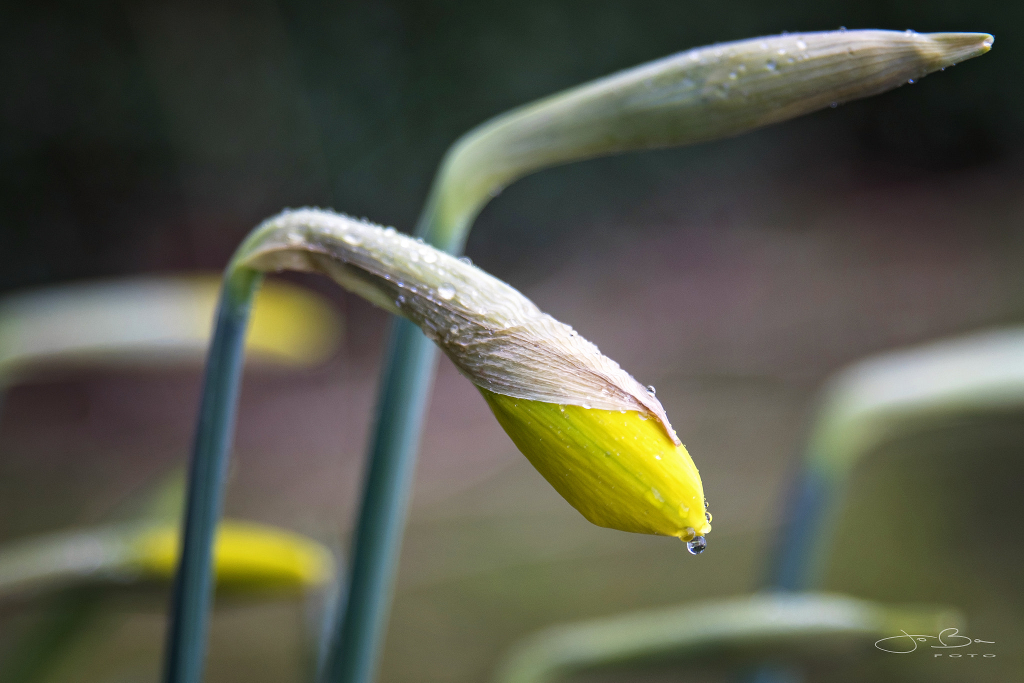 Canon EOS 80D + Sigma 24-70mm F2.8 EX DG Macro sample photo. Easter lily photography