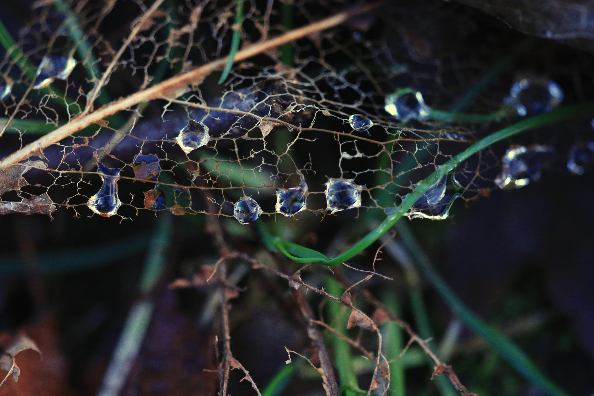 Sigma APO Macro 150mm f/2.8 EX DG HSM sample photo. Trapped water photography