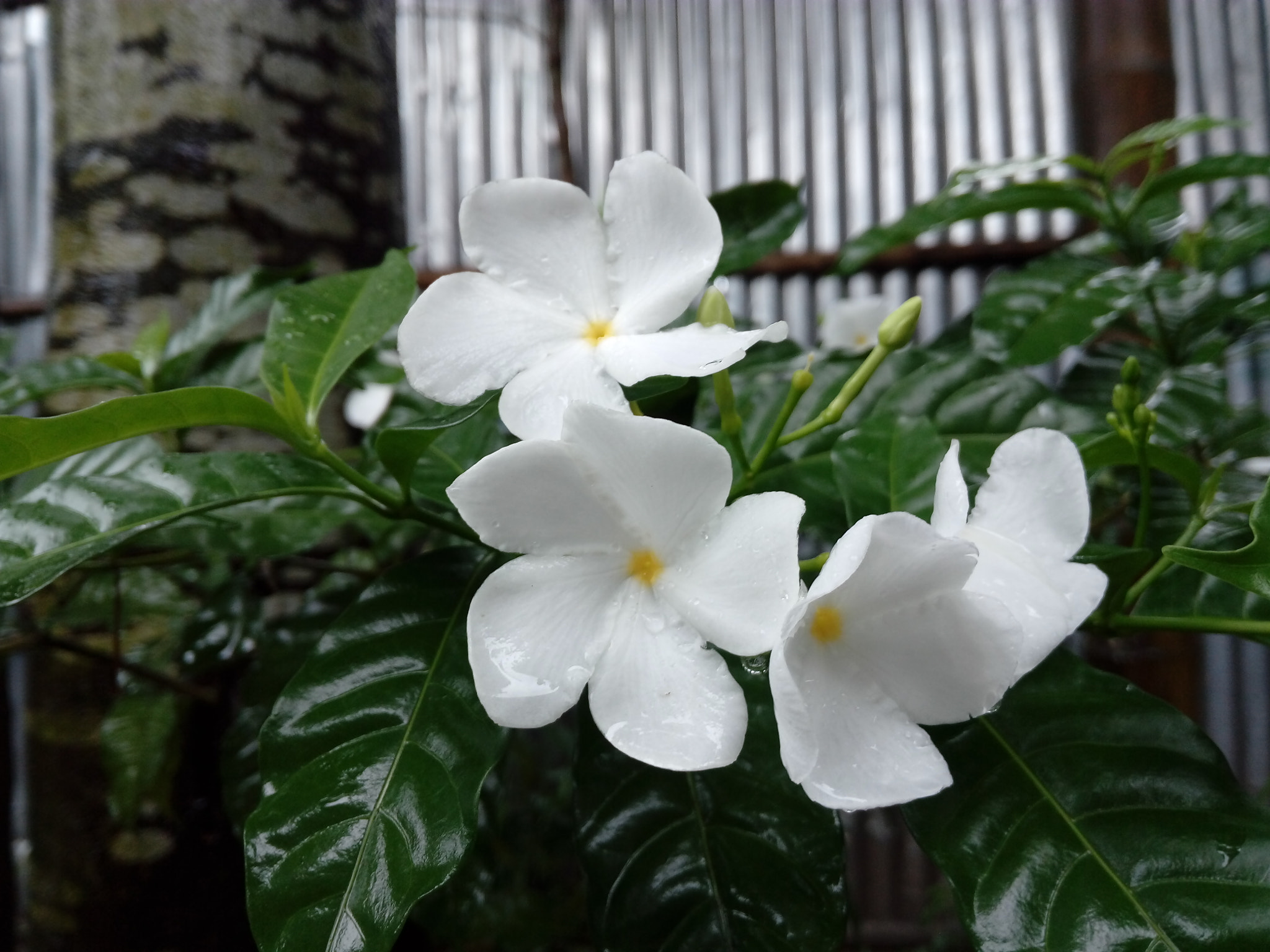 HUAWEI GR3 sample photo