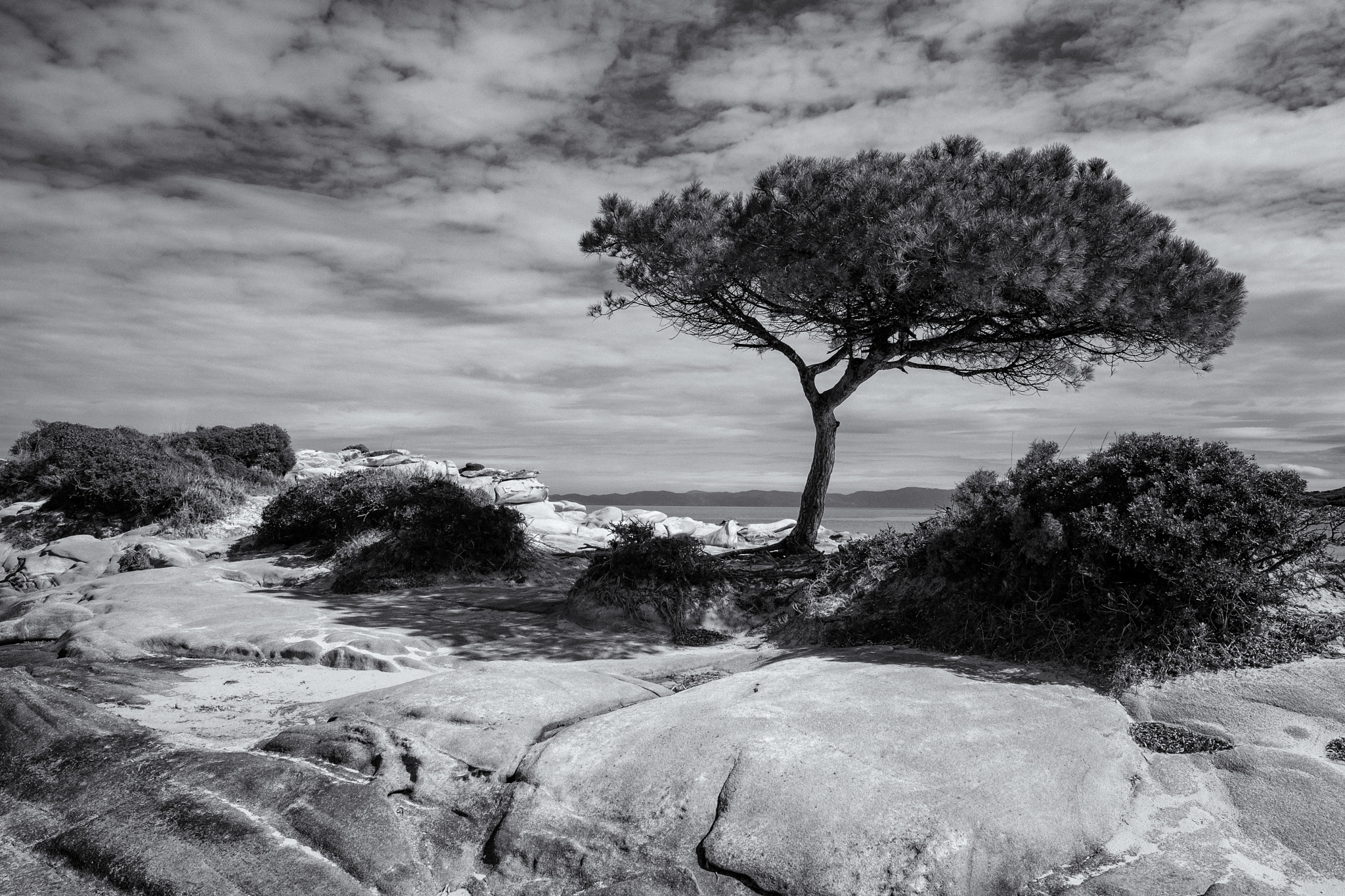 Fujifilm XF 16mm F1.4 R WR sample photo. Pinetree on sithonia photography