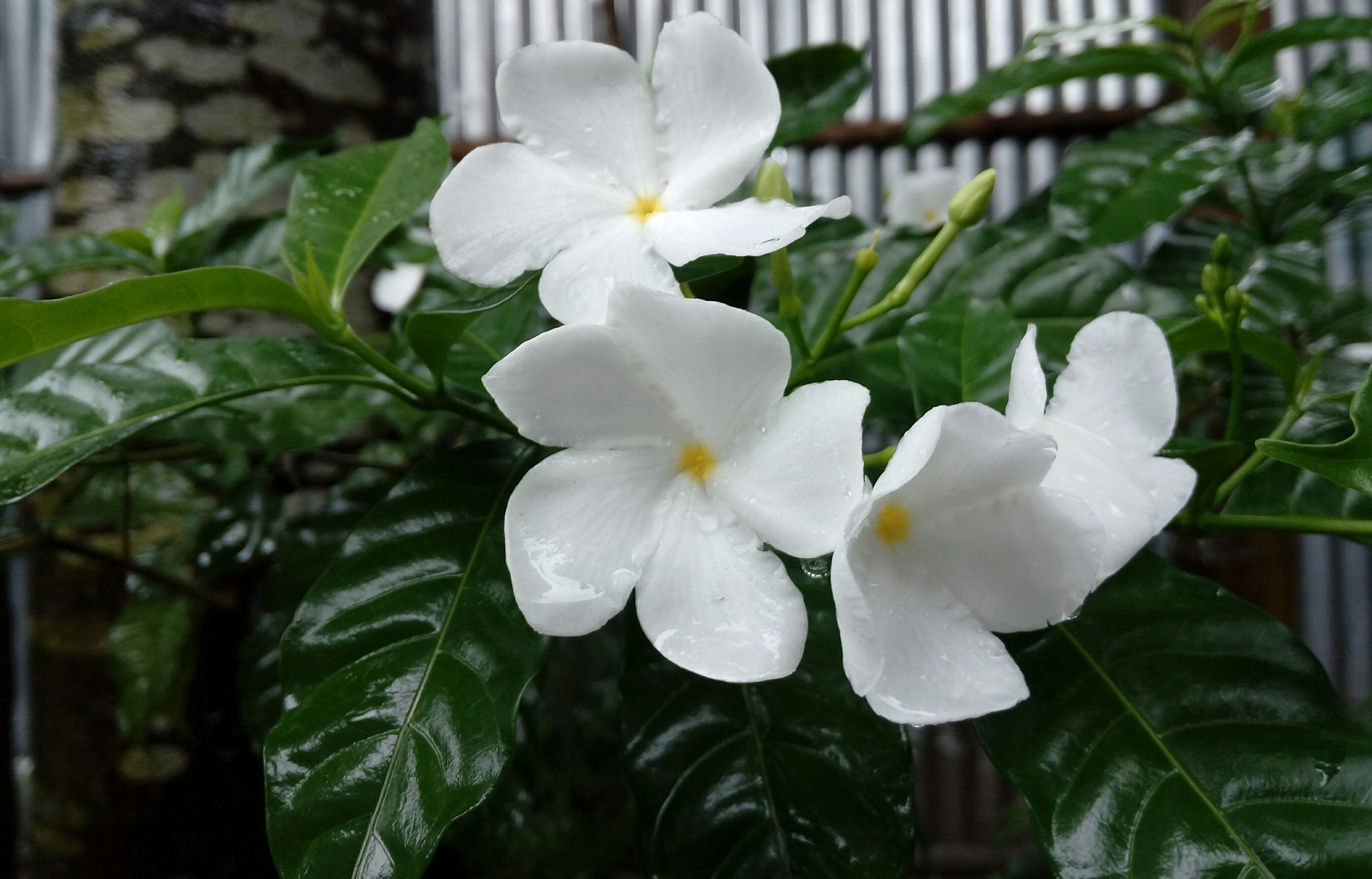HUAWEI GR3 sample photo