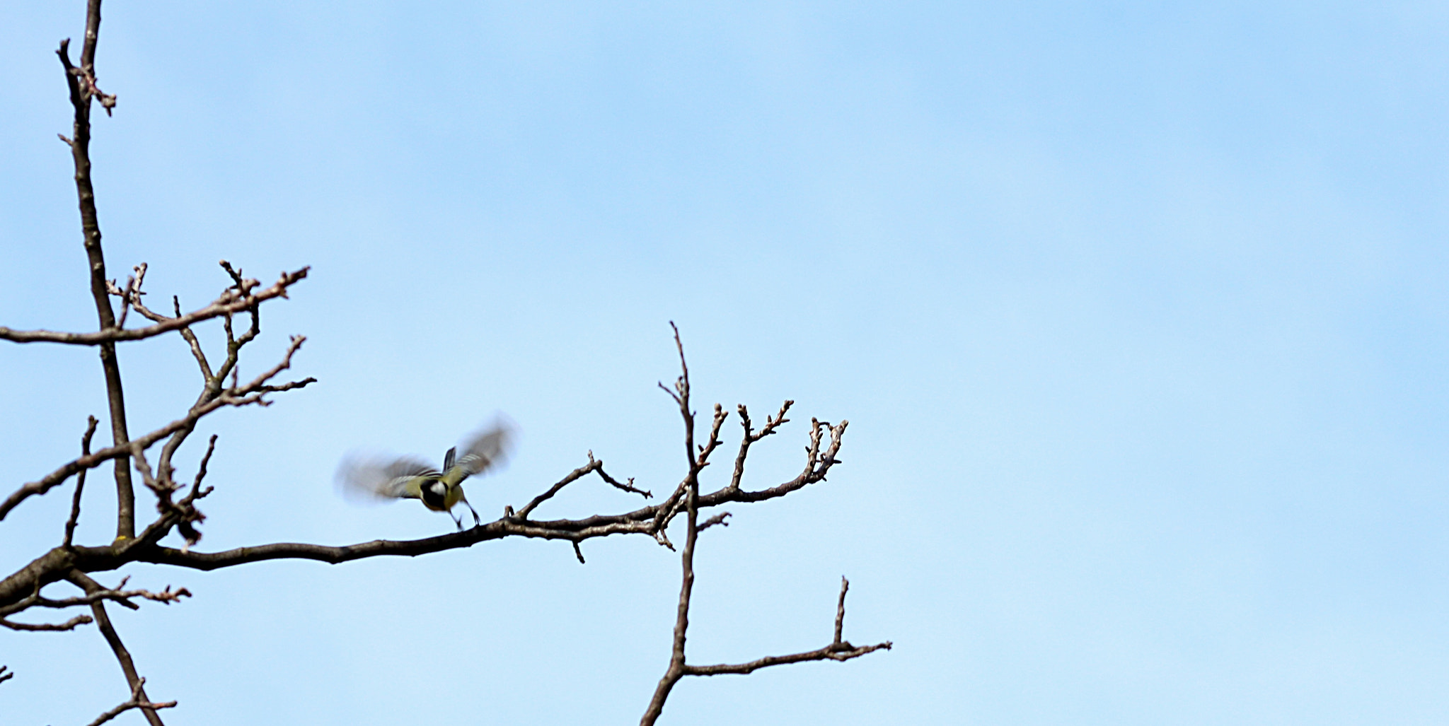 Canon EOS 700D (EOS Rebel T5i / EOS Kiss X7i) + EF75-300mm f/4-5.6 sample photo. Flying photography