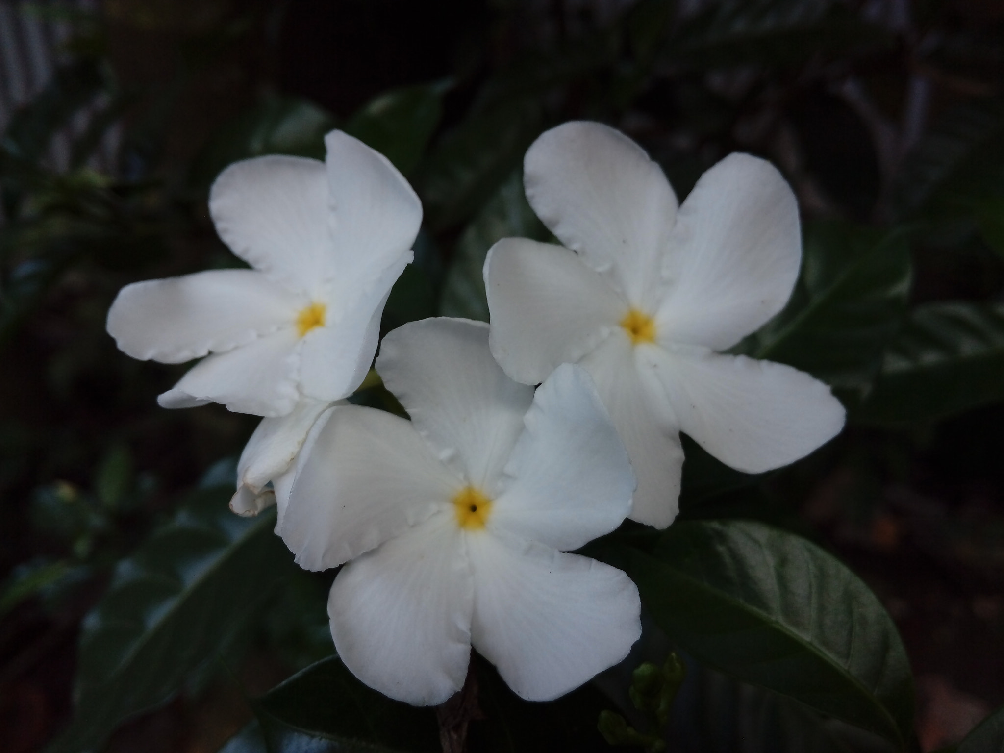 HUAWEI GR3 sample photo