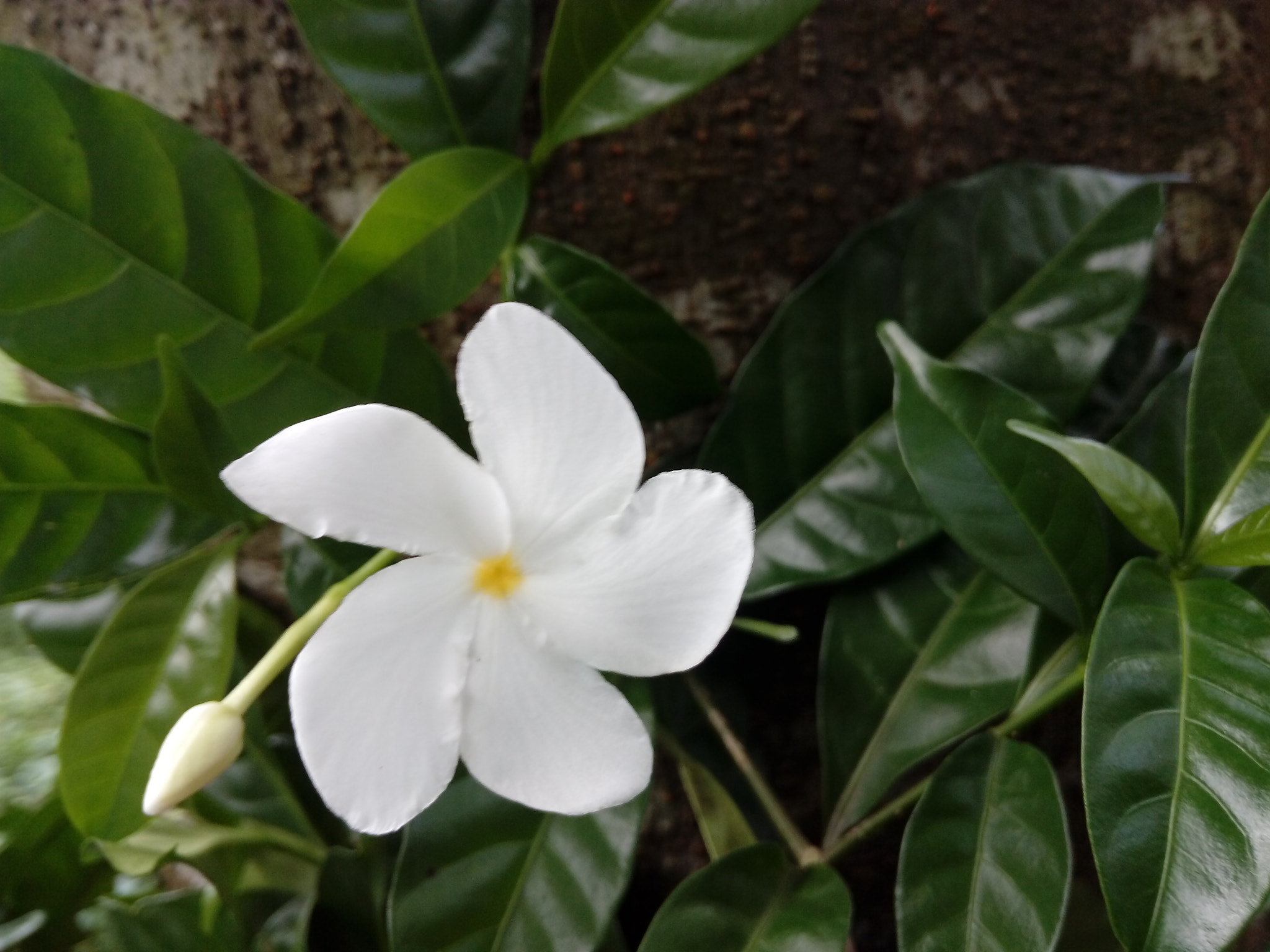 HUAWEI GR3 sample photo