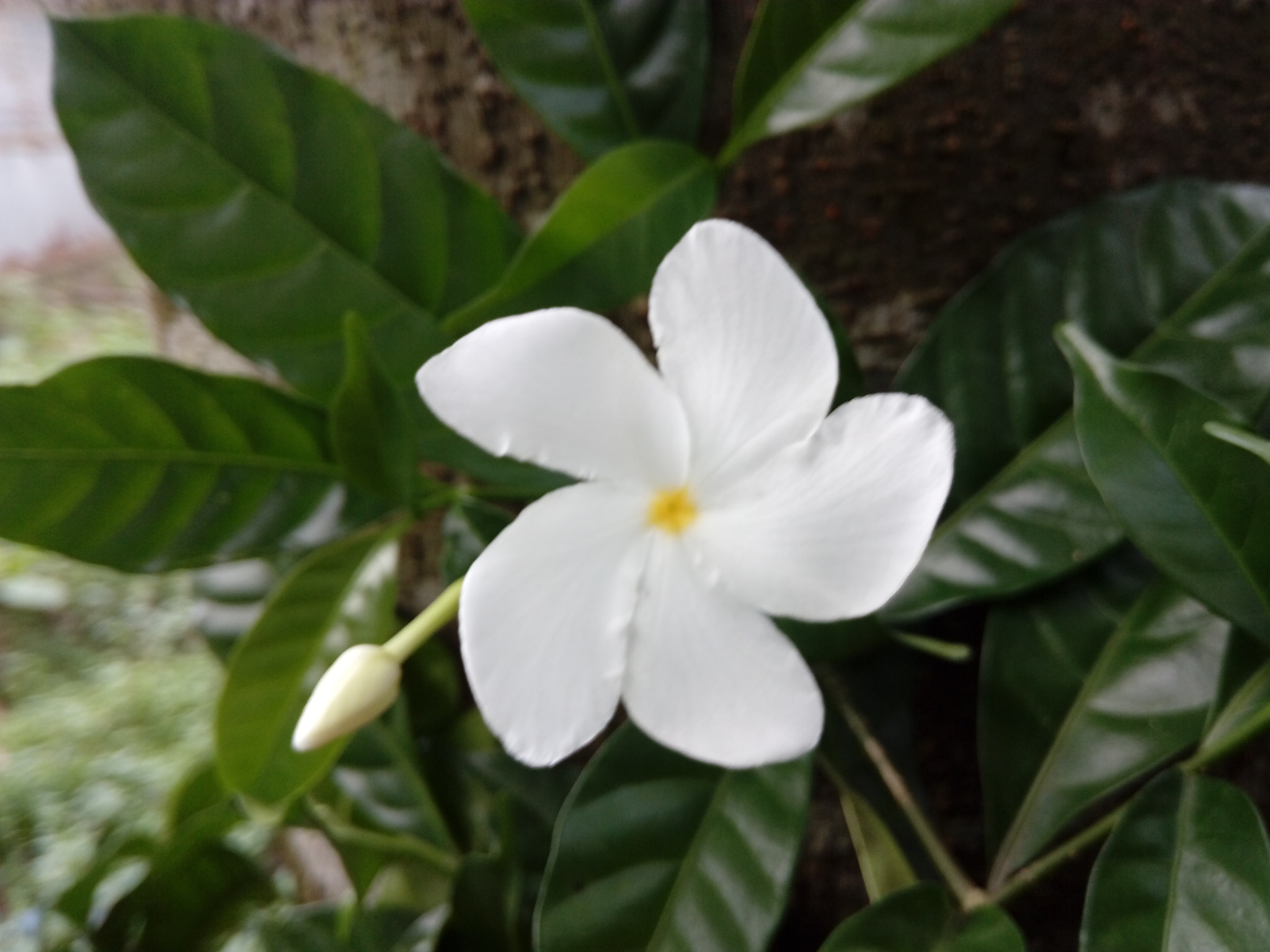 HUAWEI GR3 sample photo