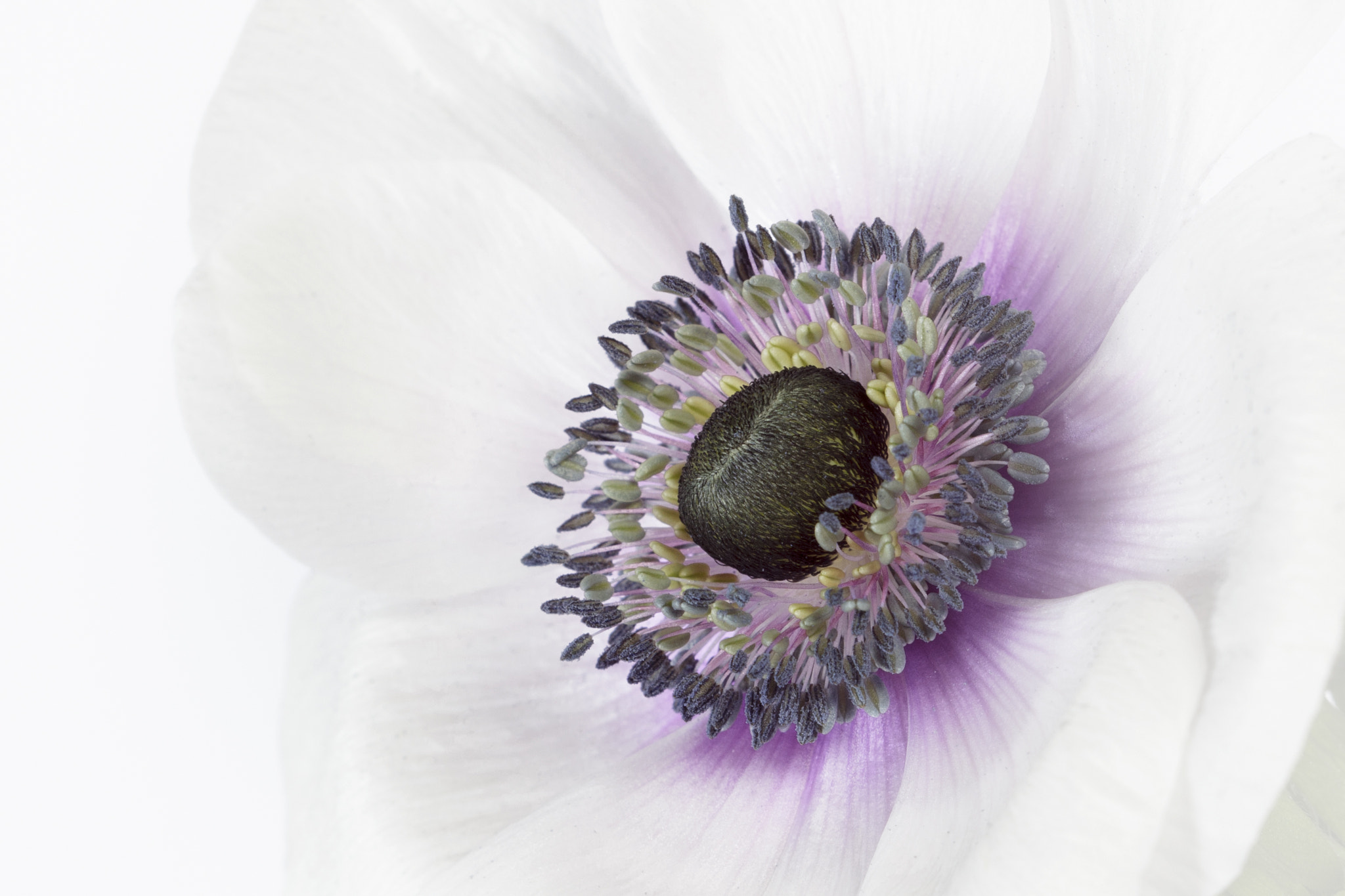 Canon EF 100mm F2.8 Macro USM sample photo. Spring anemone photography