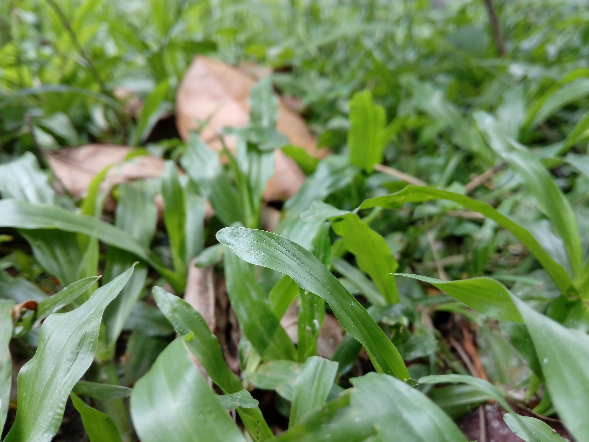 HUAWEI GR3 sample photo