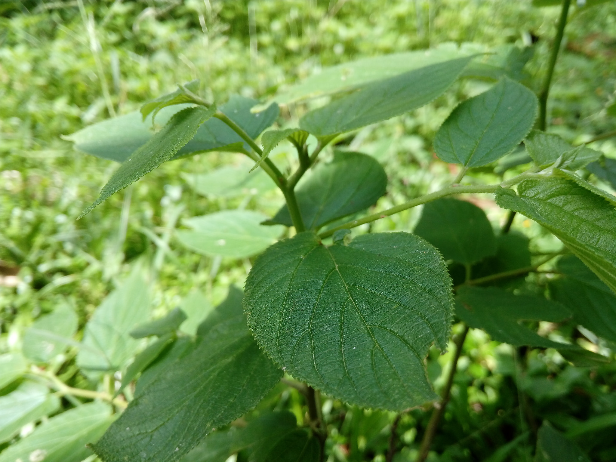 HUAWEI GR3 sample photo