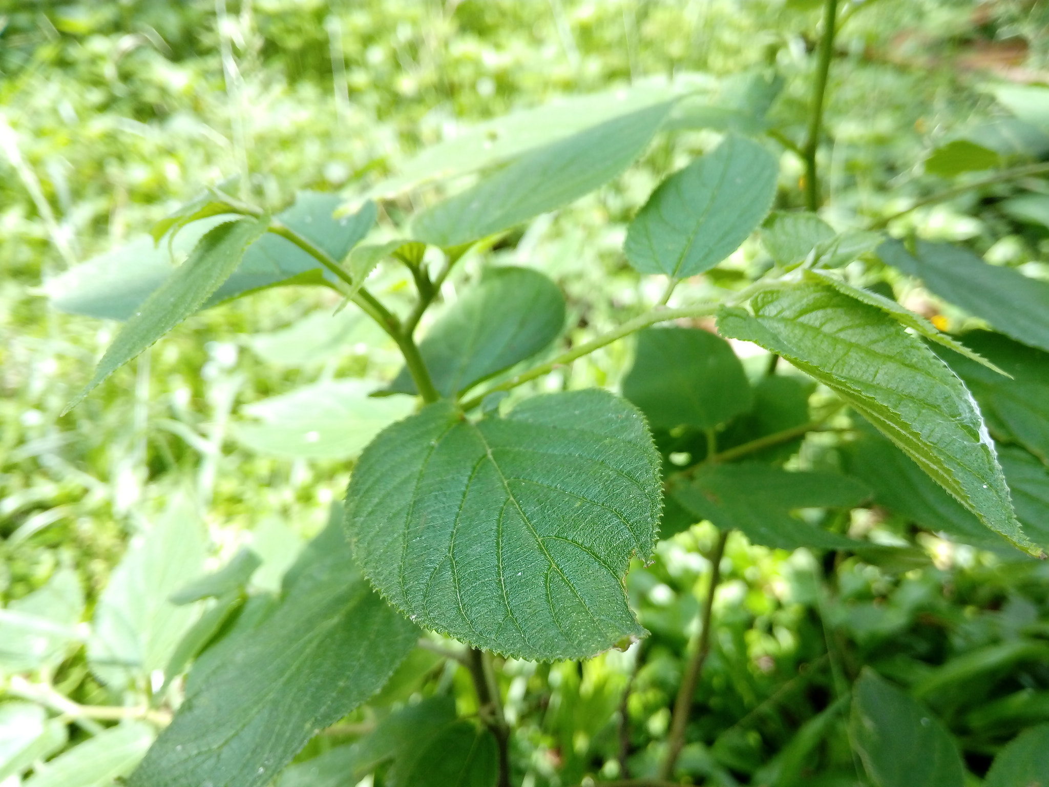 HUAWEI GR3 sample photo
