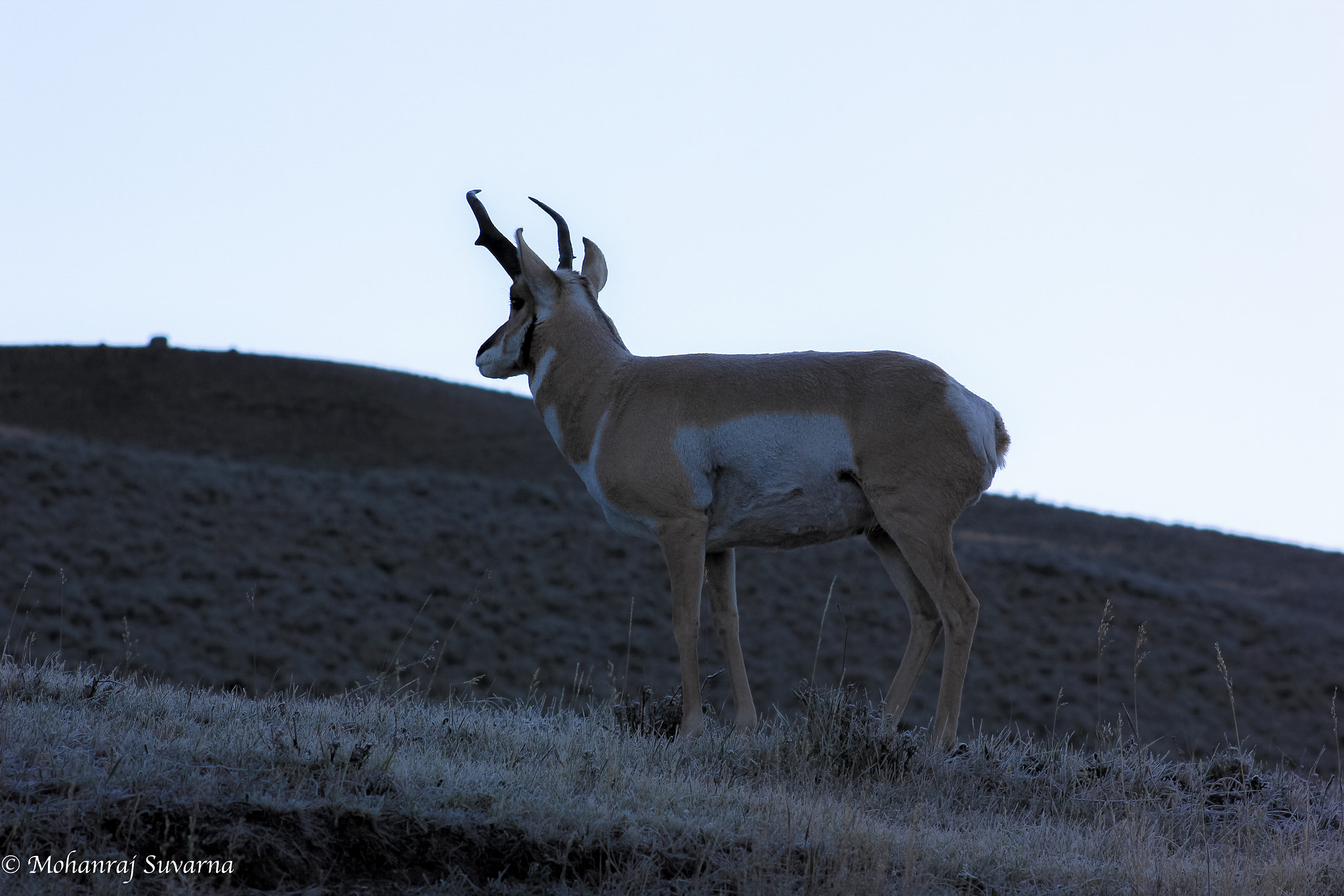 Canon EOS 550D (EOS Rebel T2i / EOS Kiss X4) + EF75-300mm f/4-5.6 sample photo. Spotting - pronghorn photography