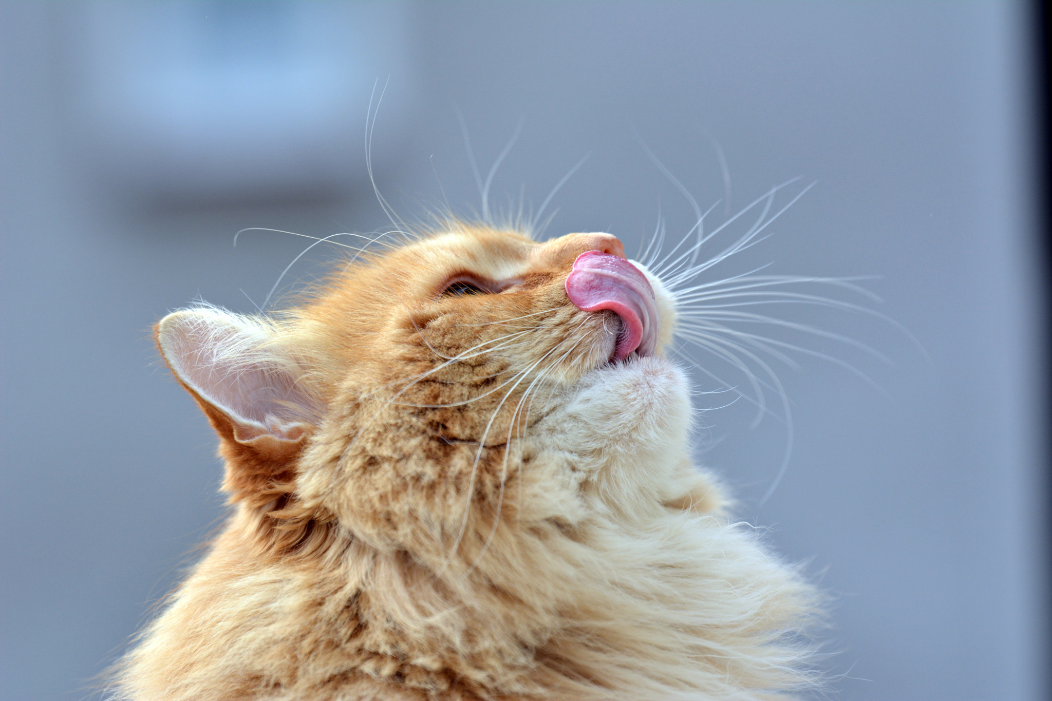 Tamron SP 70-200mm F2.8 Di VC USD sample photo. Ginger photography