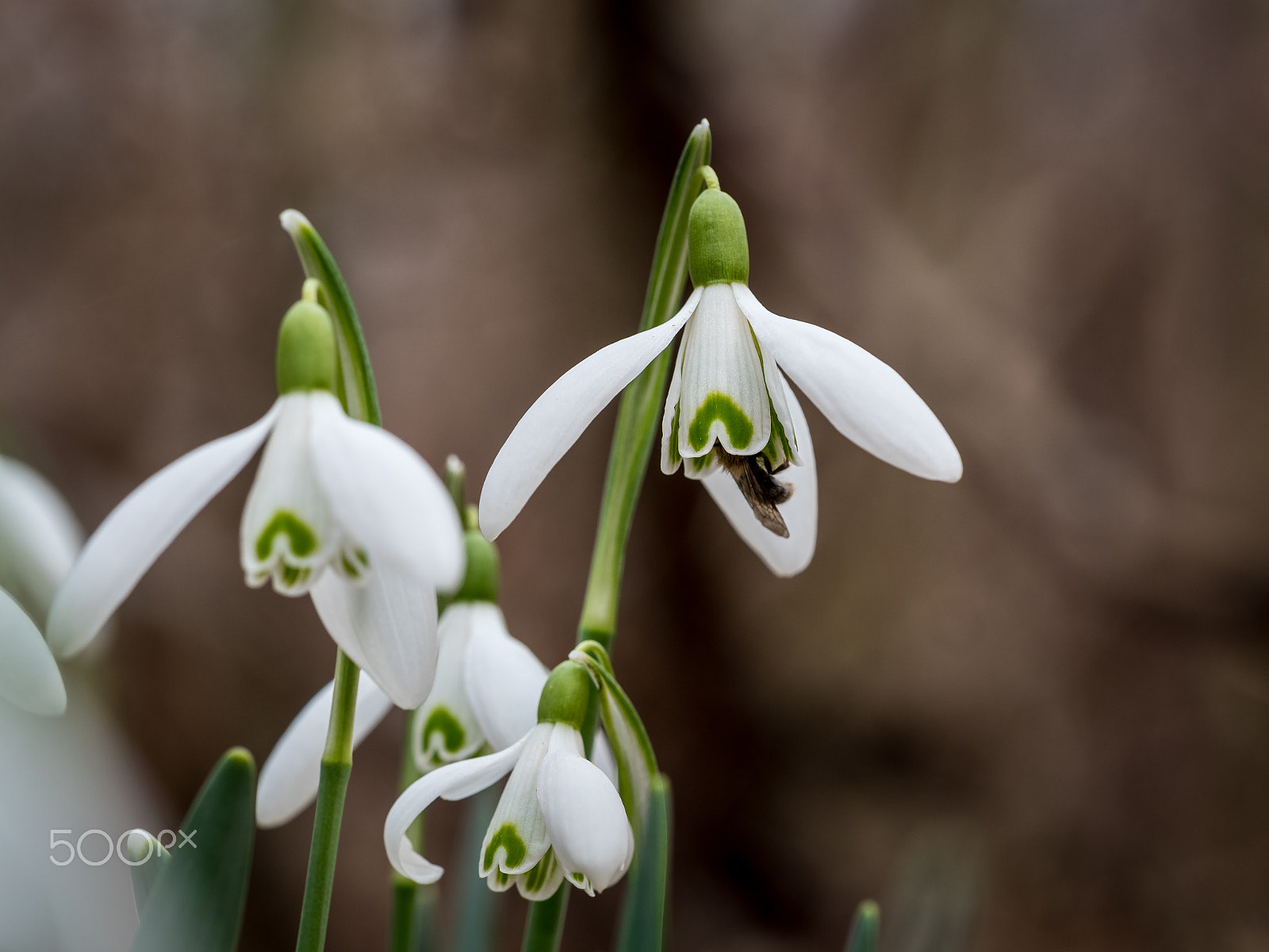 Olympus M.Zuiko Digital ED 60mm F2.8 Macro sample photo. Snowdrops ii photography