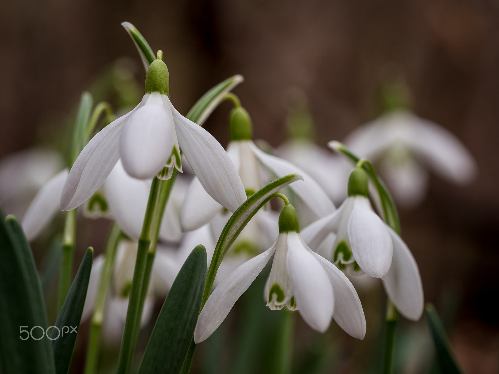 Olympus M.Zuiko Digital ED 60mm F2.8 Macro sample photo. Snowdrops i photography