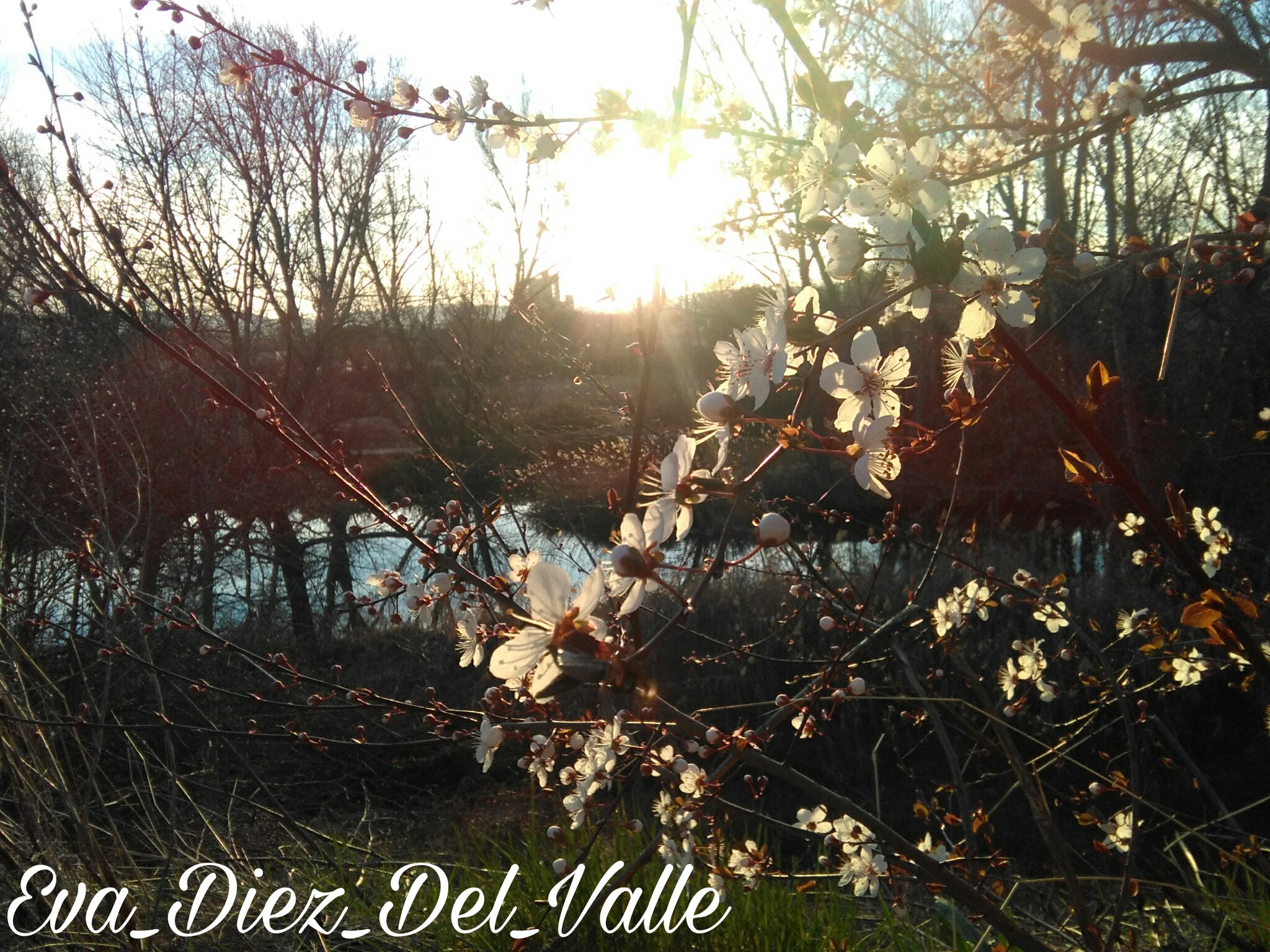 HUAWEI Y635-L01 sample photo. Spring times photography