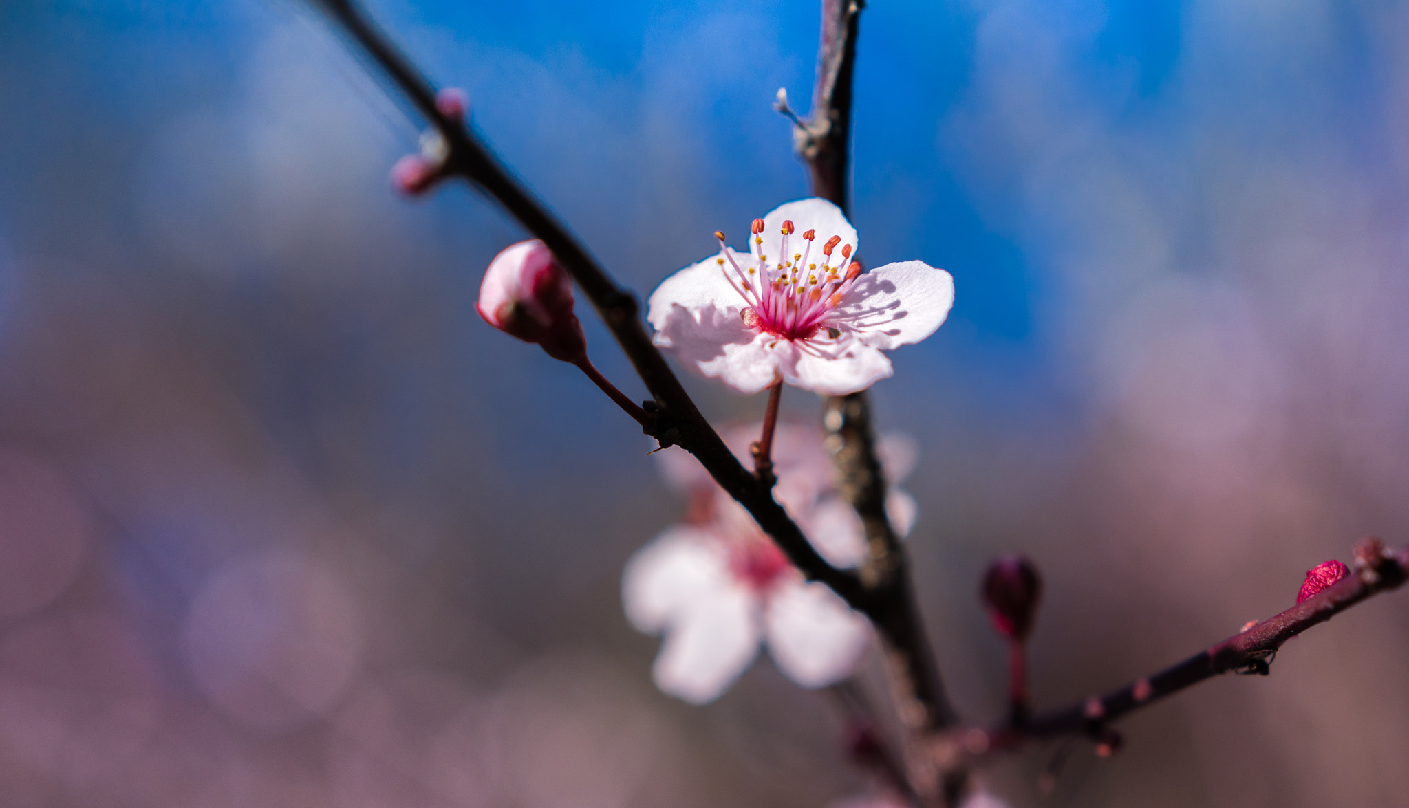 Sony a6300 sample photo. Spring blooms photography