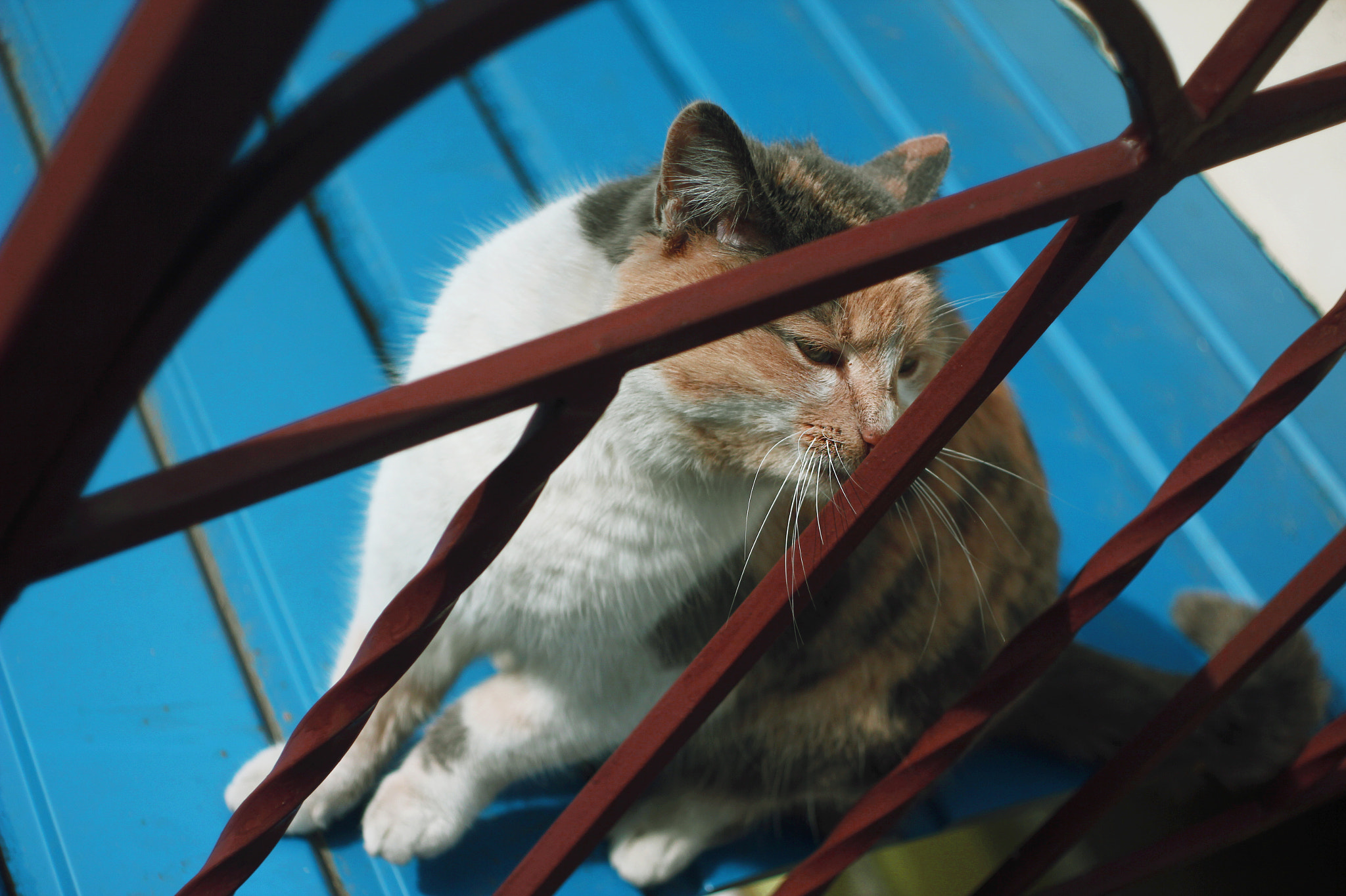 Canon EF 35-80mm f/4-5.6 sample photo. Buss photography