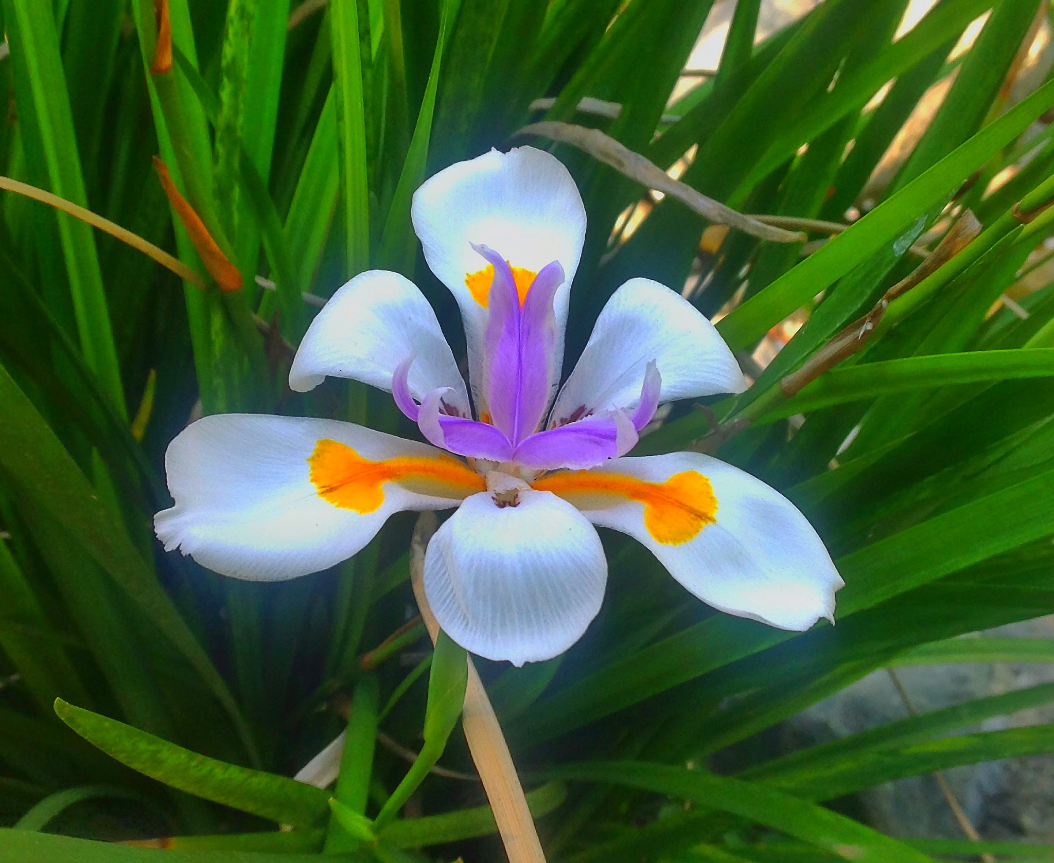 Apple iPad sample photo. Dutch iris photography