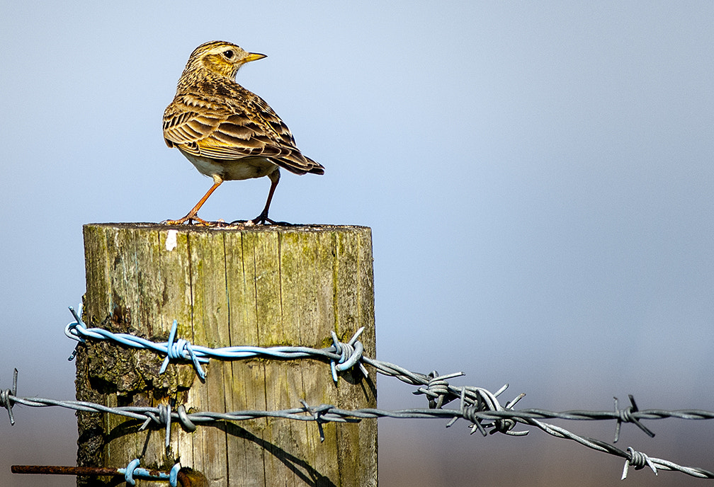 Nikon D2X + Nikon AF-S Nikkor 300mm F2.8G ED-IF VR sample photo. Skylark photography