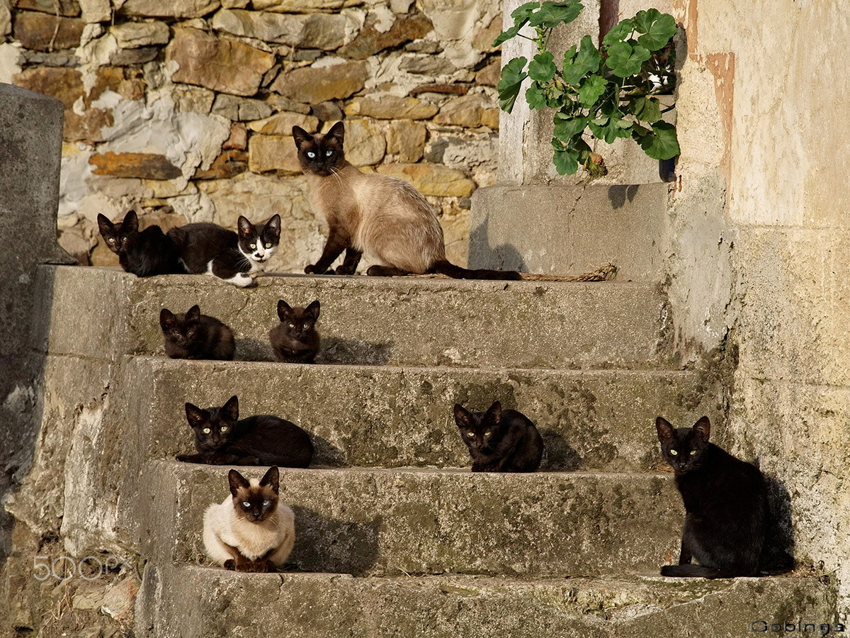 Olympus E-400 (EVOLT E-400) sample photo. Family cats photography