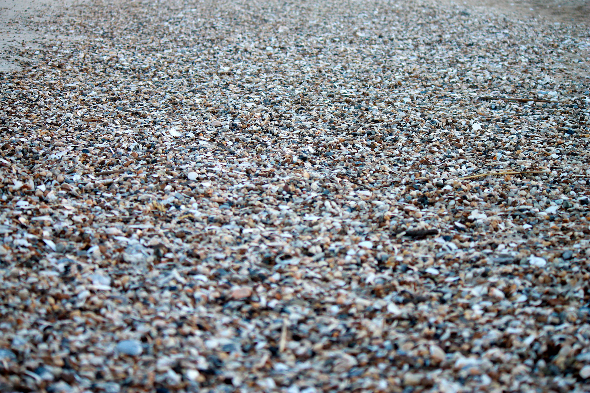 Canon EOS 1100D (EOS Rebel T3 / EOS Kiss X50) sample photo. Million pieces of broken shells photography