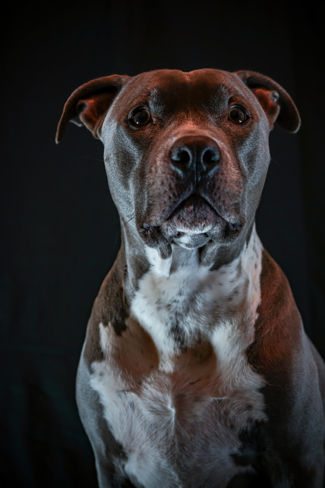 Sony FE 28-70mm F3.5-5.6 OSS sample photo. Man's best friend. photography