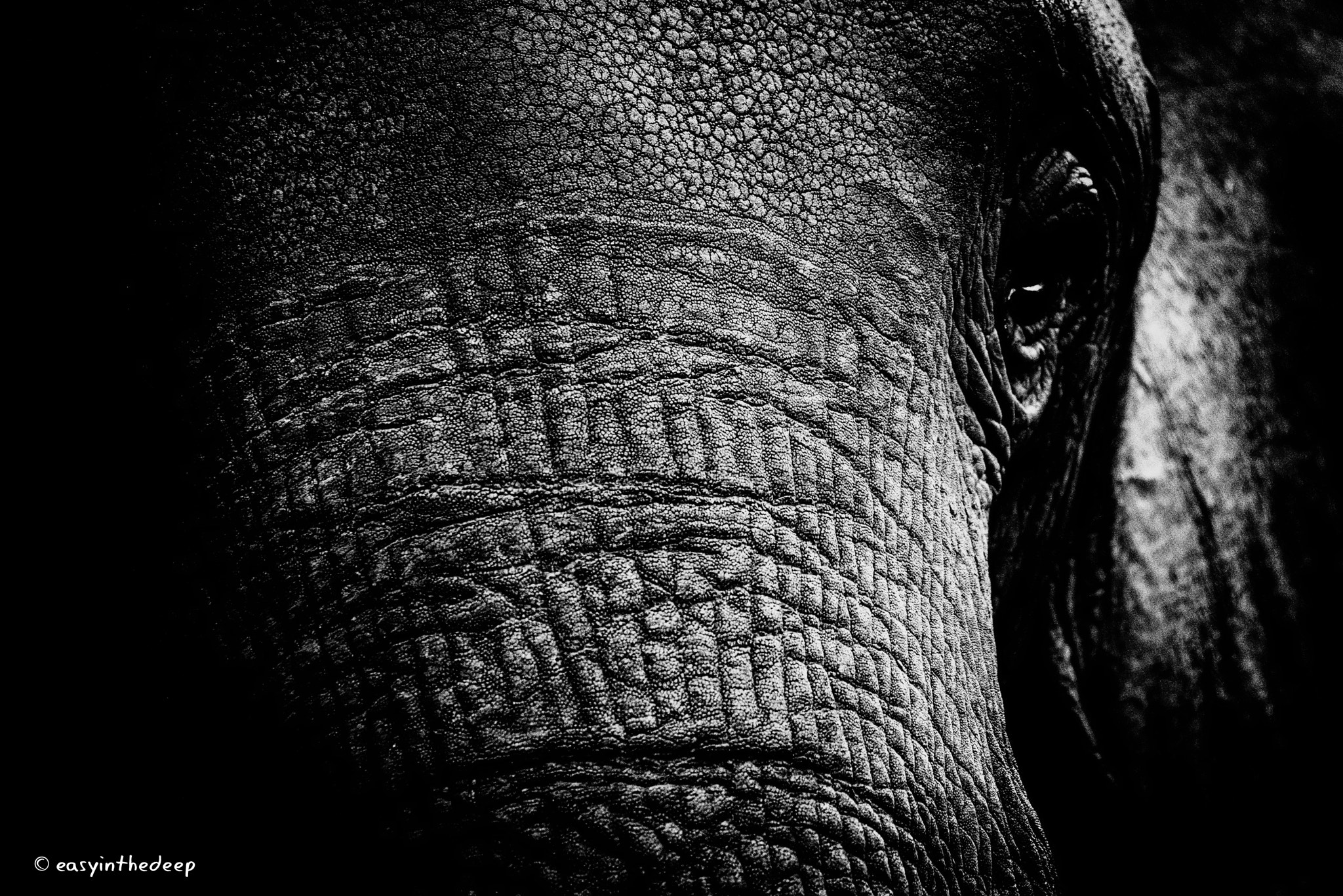 Nikon D750 sample photo. Manyara elephant's eye. photography