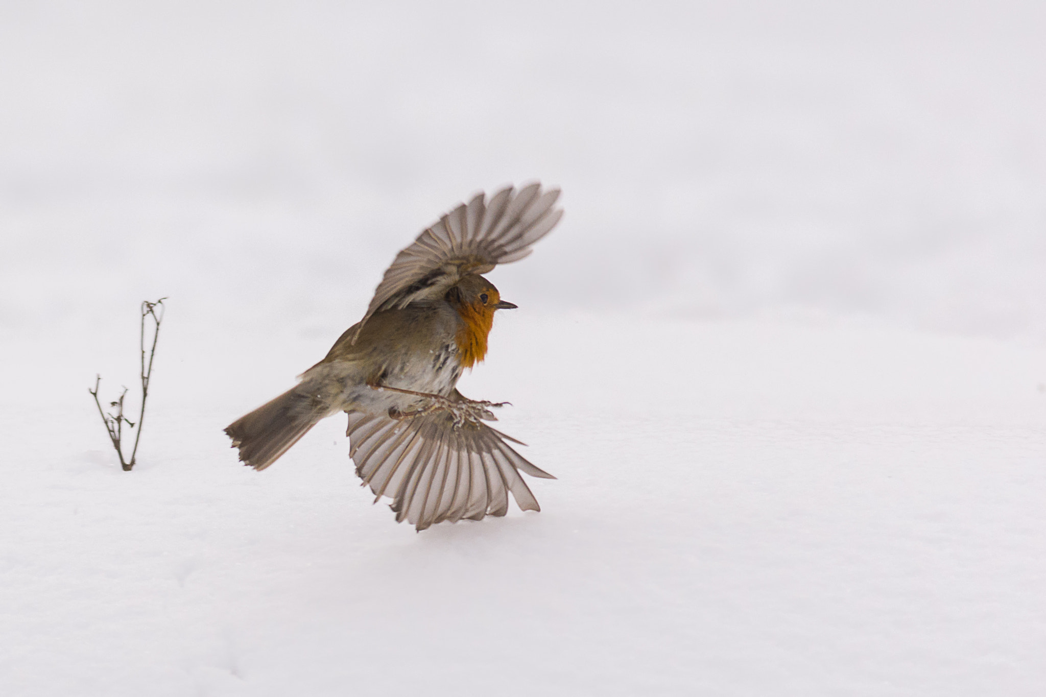 Nikon D7200 + Sigma 150-500mm F5-6.3 DG OS HSM sample photo. Robin in snow photography