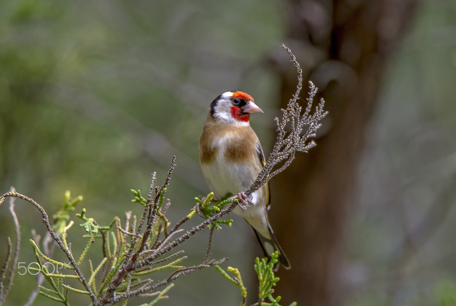 Tamron SP 150-600mm F5-6.3 Di VC USD sample photo. Goldfinch photography