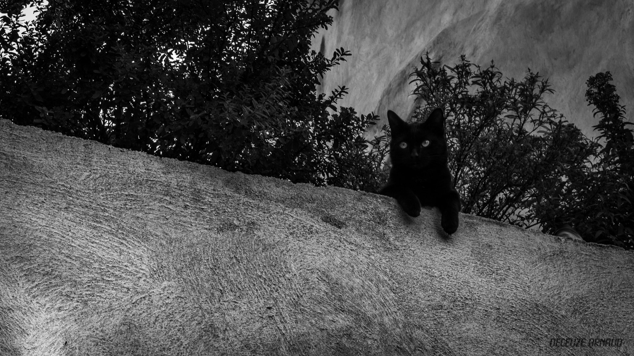 HD Pentax DA 35mm F2.8 Macro Limited sample photo. Cat on a wall photography