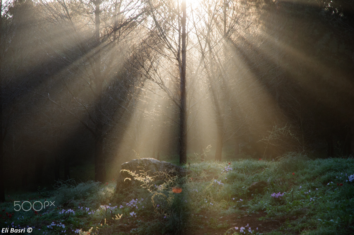 Nikon D300S sample photo. Rays of light photography