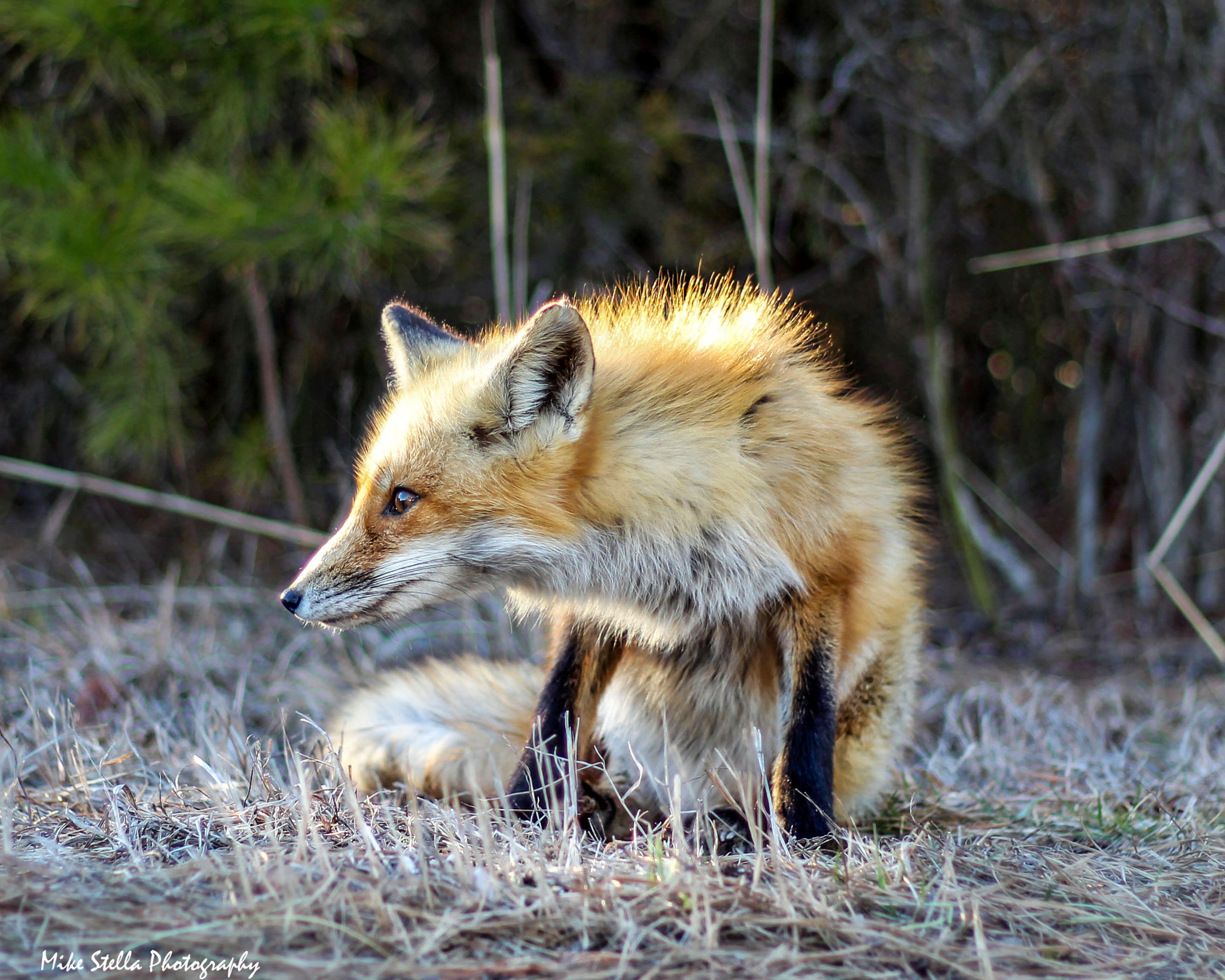 Canon EF 50mm F1.8 II sample photo. Red fox, island beach state park, nj photography