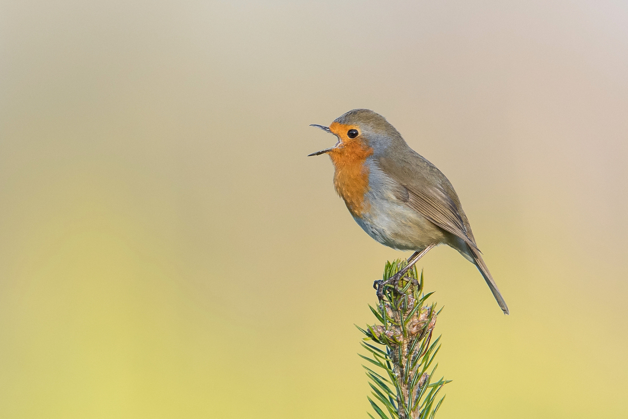 Nikon D500 + Nikon AF-S Nikkor 600mm F4G ED VR sample photo. Rouge borge photography