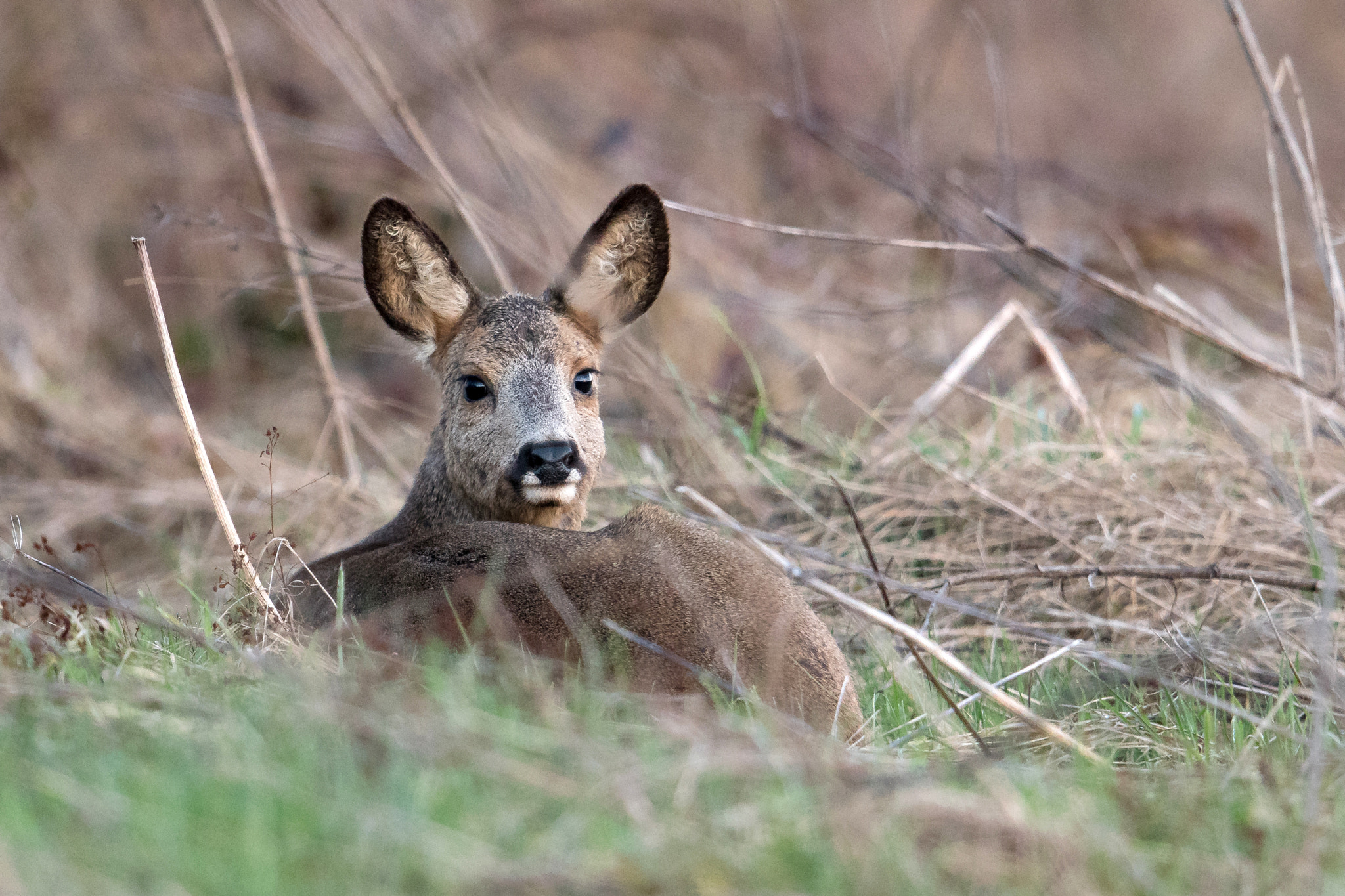 Nikon D500 + Nikon AF-S Nikkor 600mm F4G ED VR sample photo. Chevreuil photography
