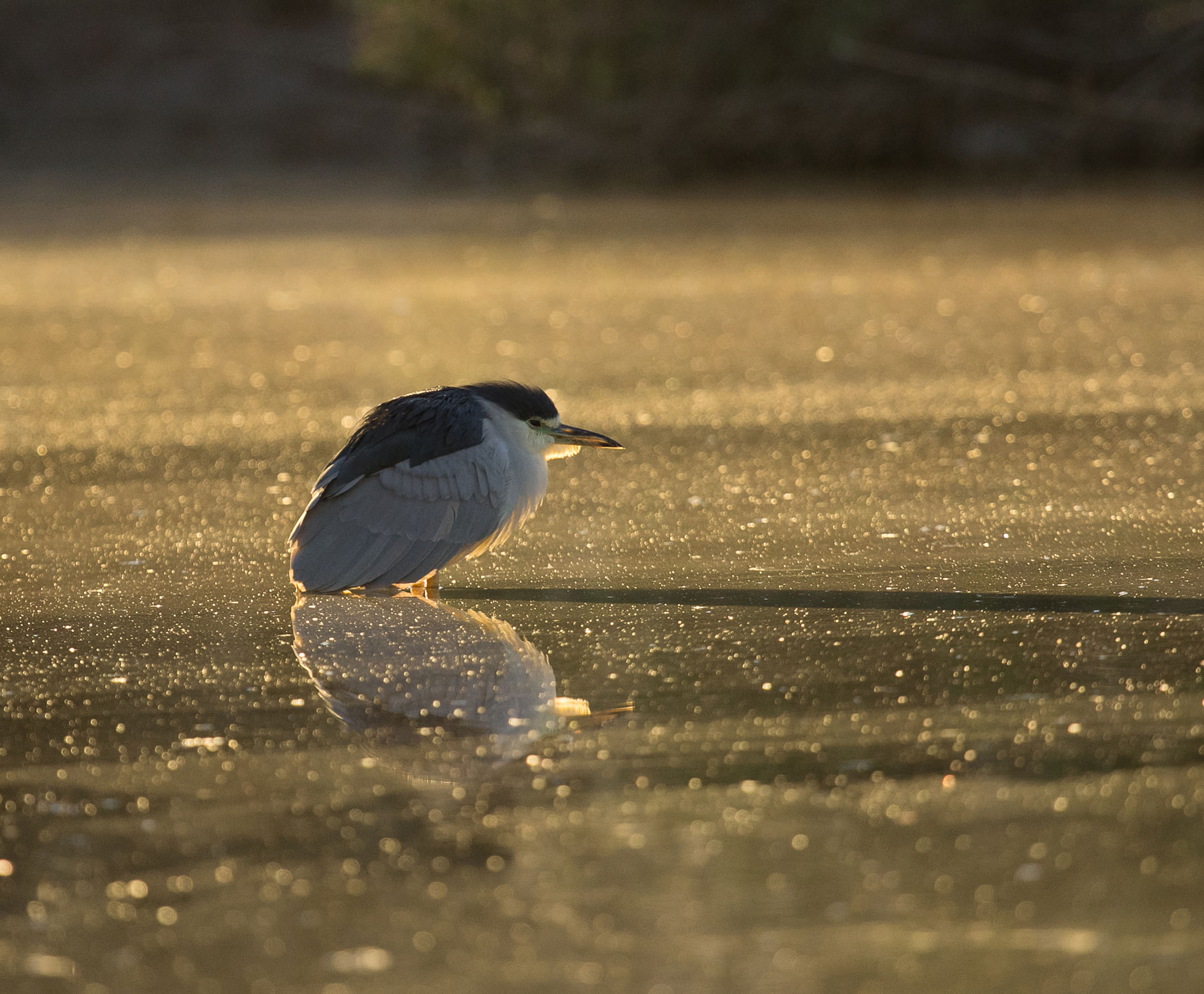 Canon EF 100-400mm F4.5-5.6L IS USM sample photo. Alone photography