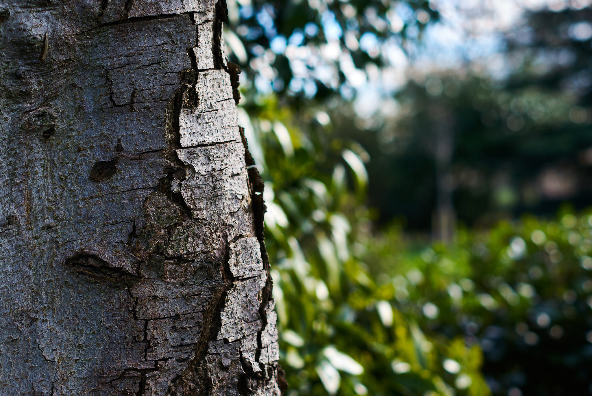 Sony Alpha DSLR-A330 sample photo. Forever green photography