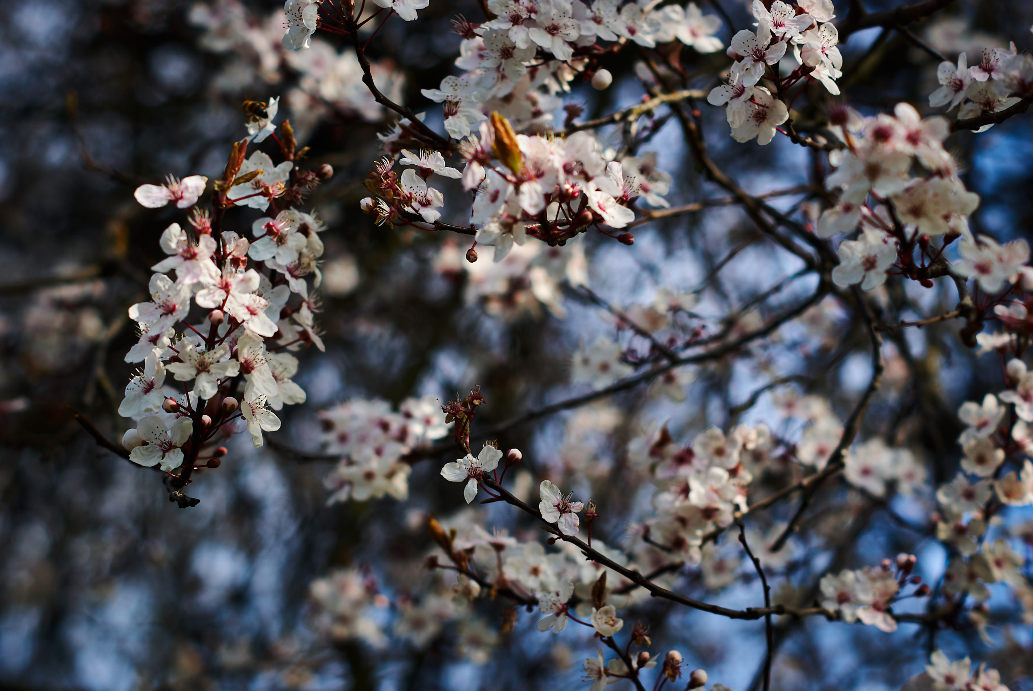 Sony Alpha DSLR-A330 sample photo. That sign of spring photography