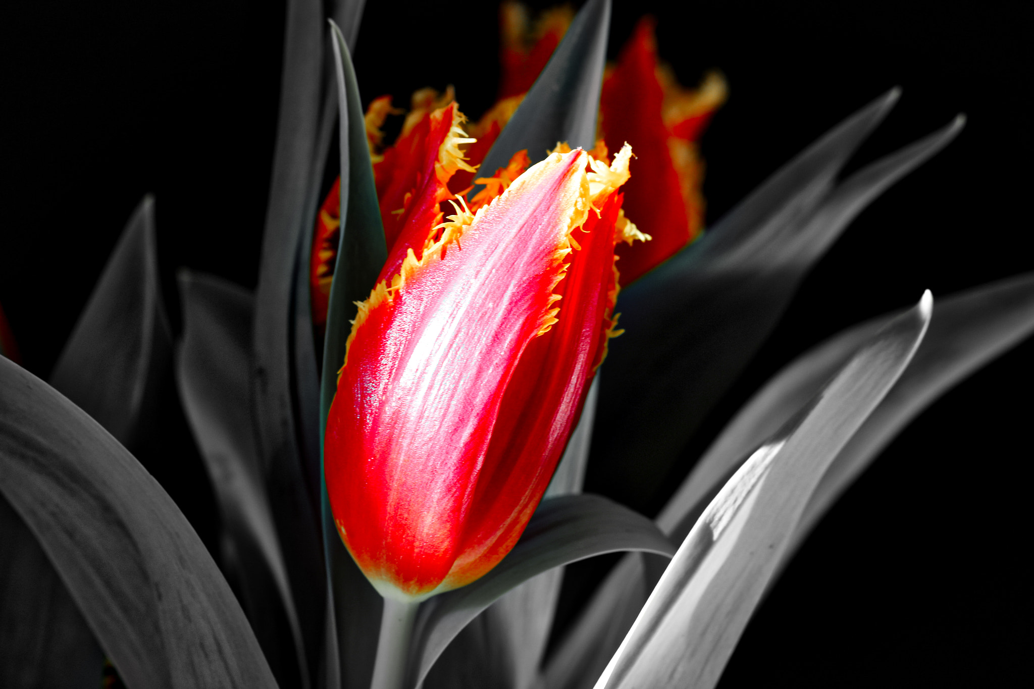 Canon EOS 100D (EOS Rebel SL1 / EOS Kiss X7) sample photo. Black white red yellow photography