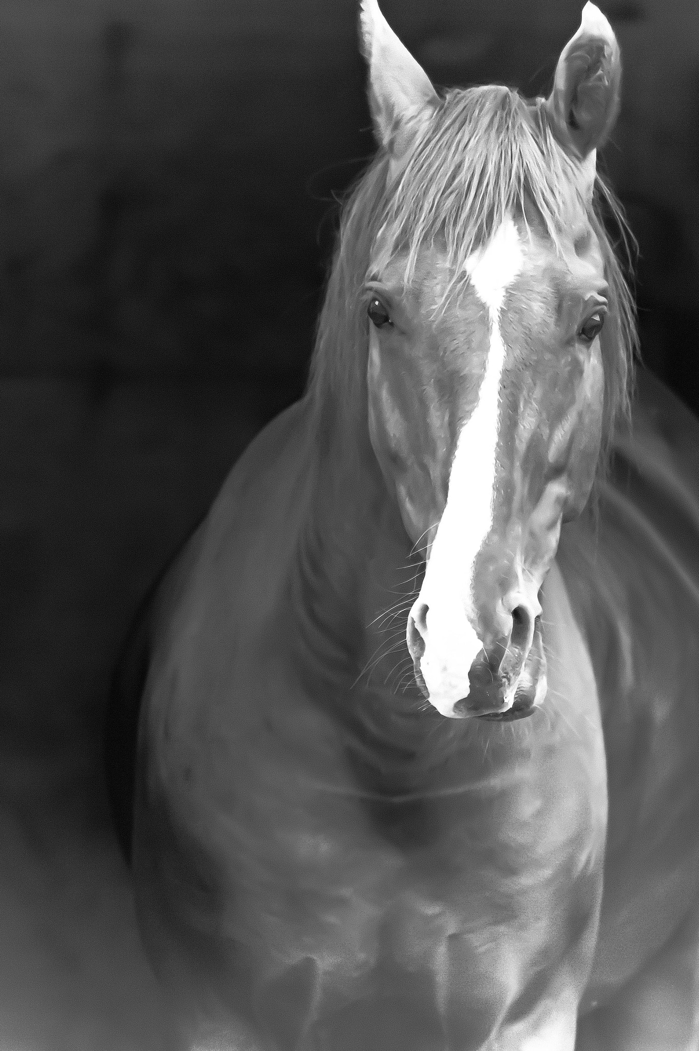 Pentax K20D sample photo. Cool horse b and white photography