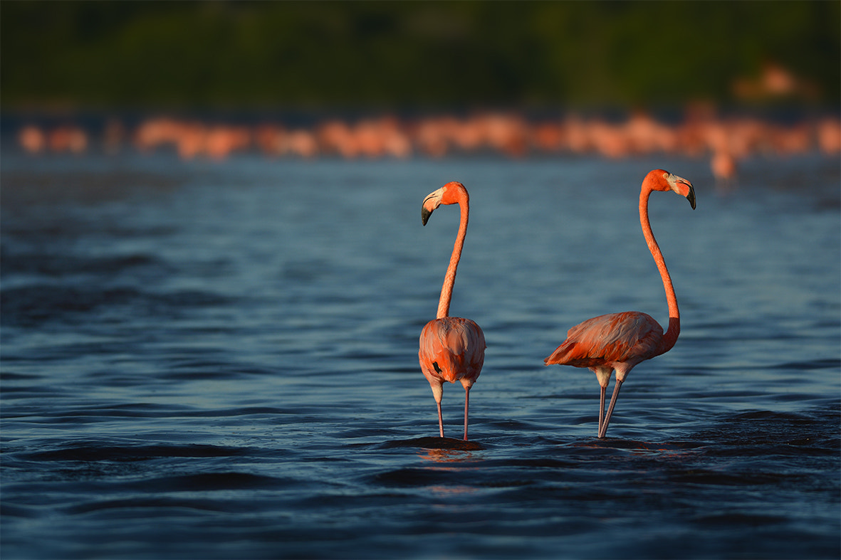 Nikon D7100 + Nikon AF-S Nikkor 300mm F4D ED-IF sample photo. Les pieds dans l'eau photography