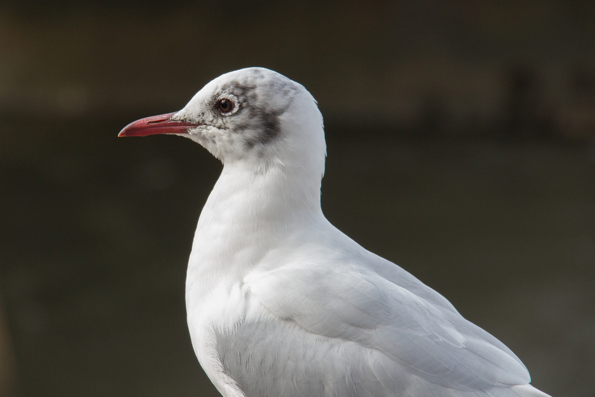 Canon EF-S 18-135mm F3.5-5.6 IS sample photo. Bird from london photography