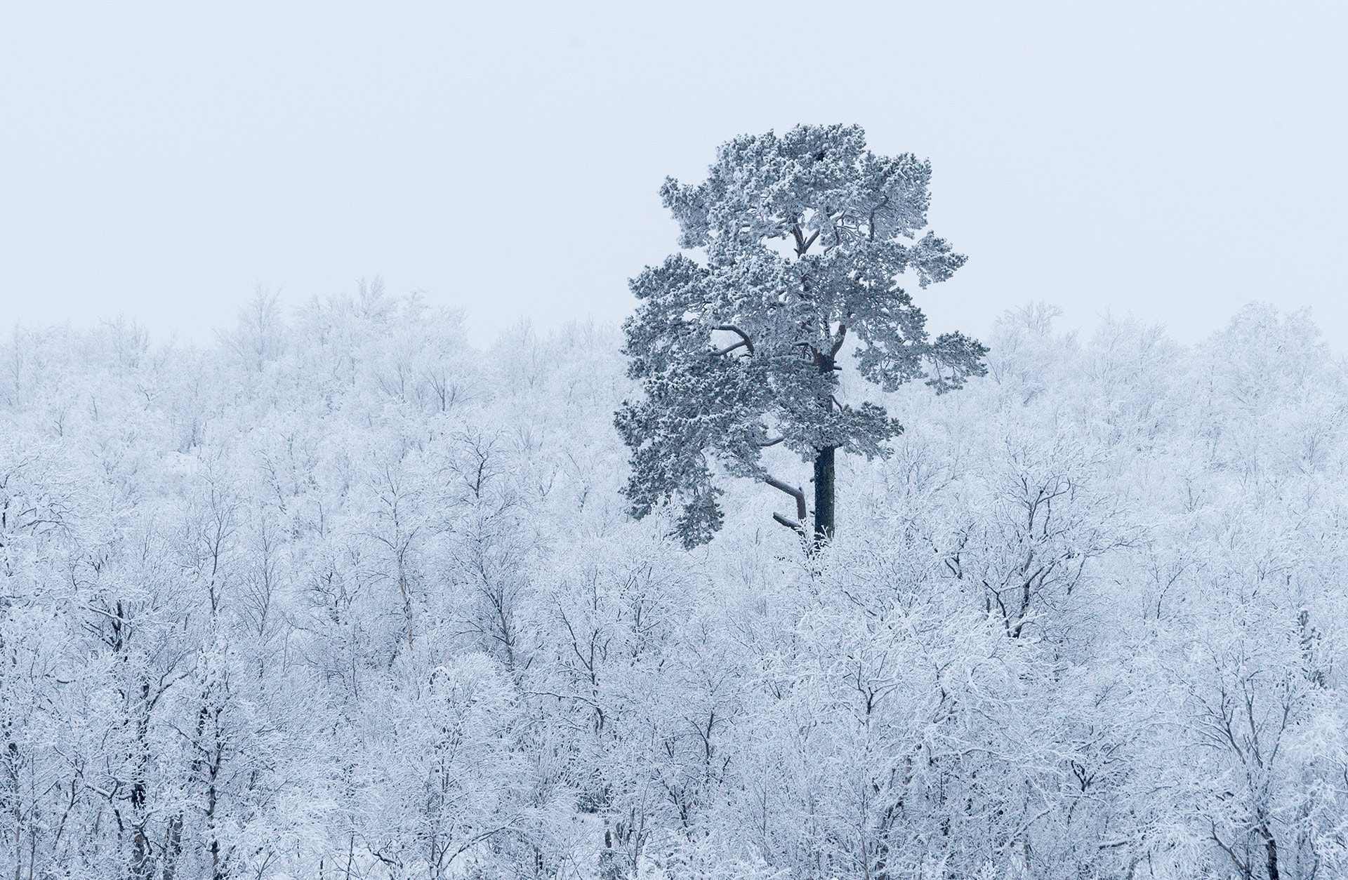 Sony 70-400mm F4-5.6 G SSM sample photo. First snow photography