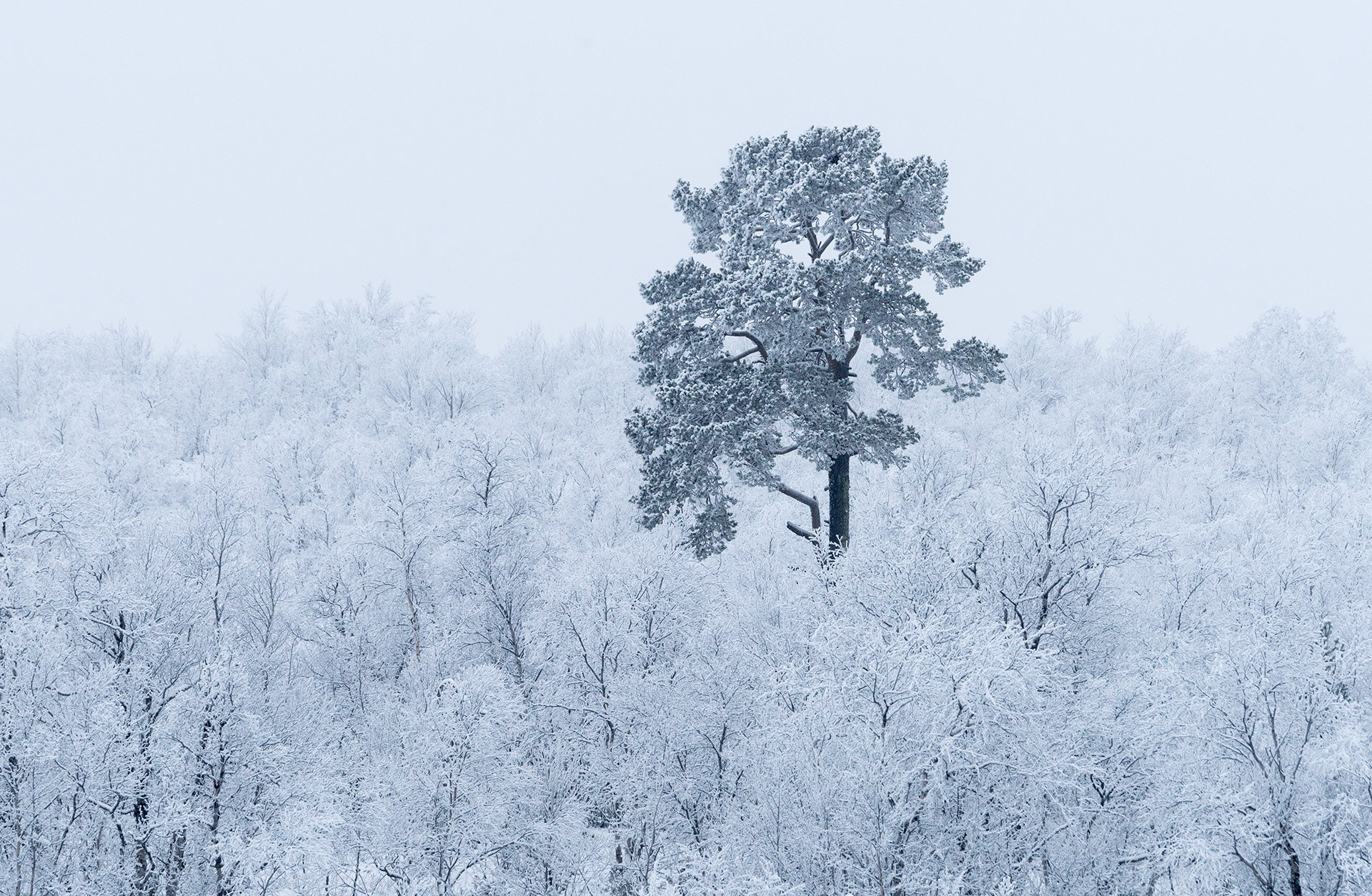 Sony a99 II sample photo. First snow photography