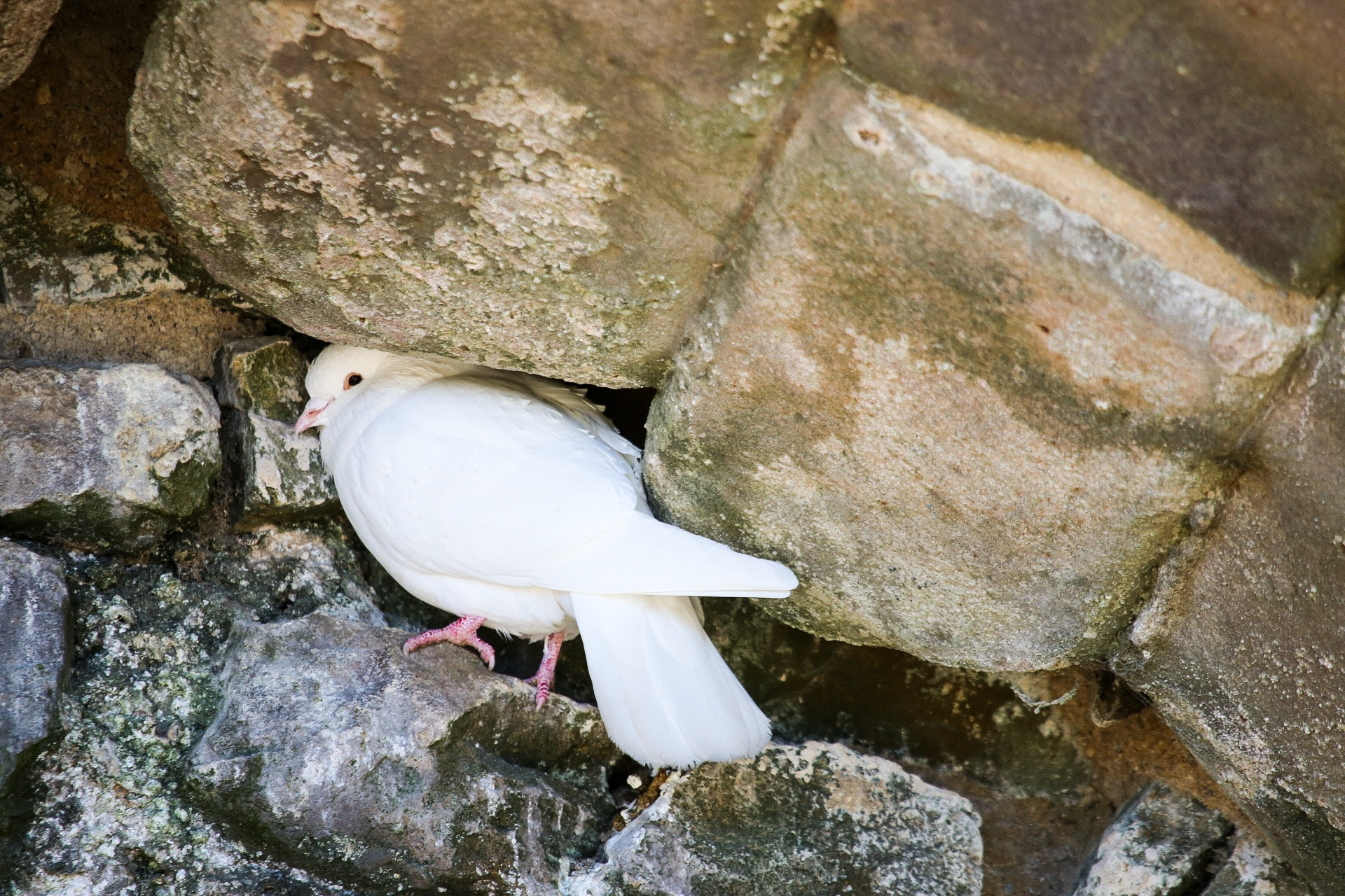 Canon EF 100-400mm F4.5-5.6L IS USM sample photo. I'm hiding! photography