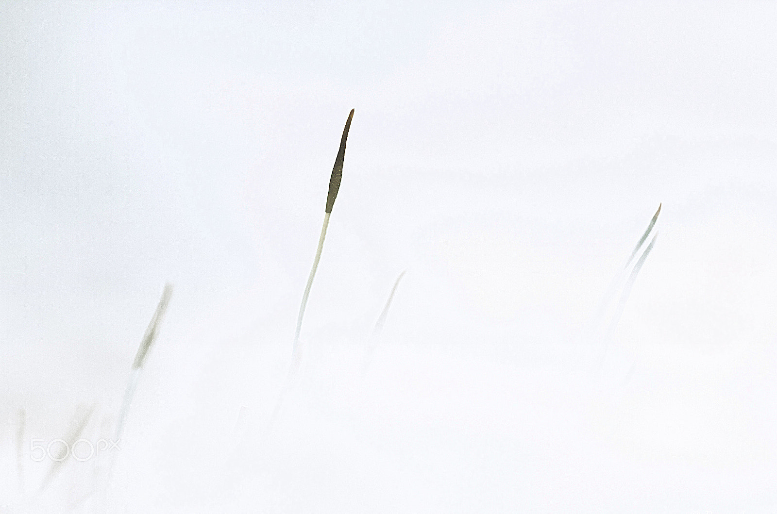 Sigma 150mm f/2.8 EX DG OS HSM APO Macro sample photo. Fusain.... photography