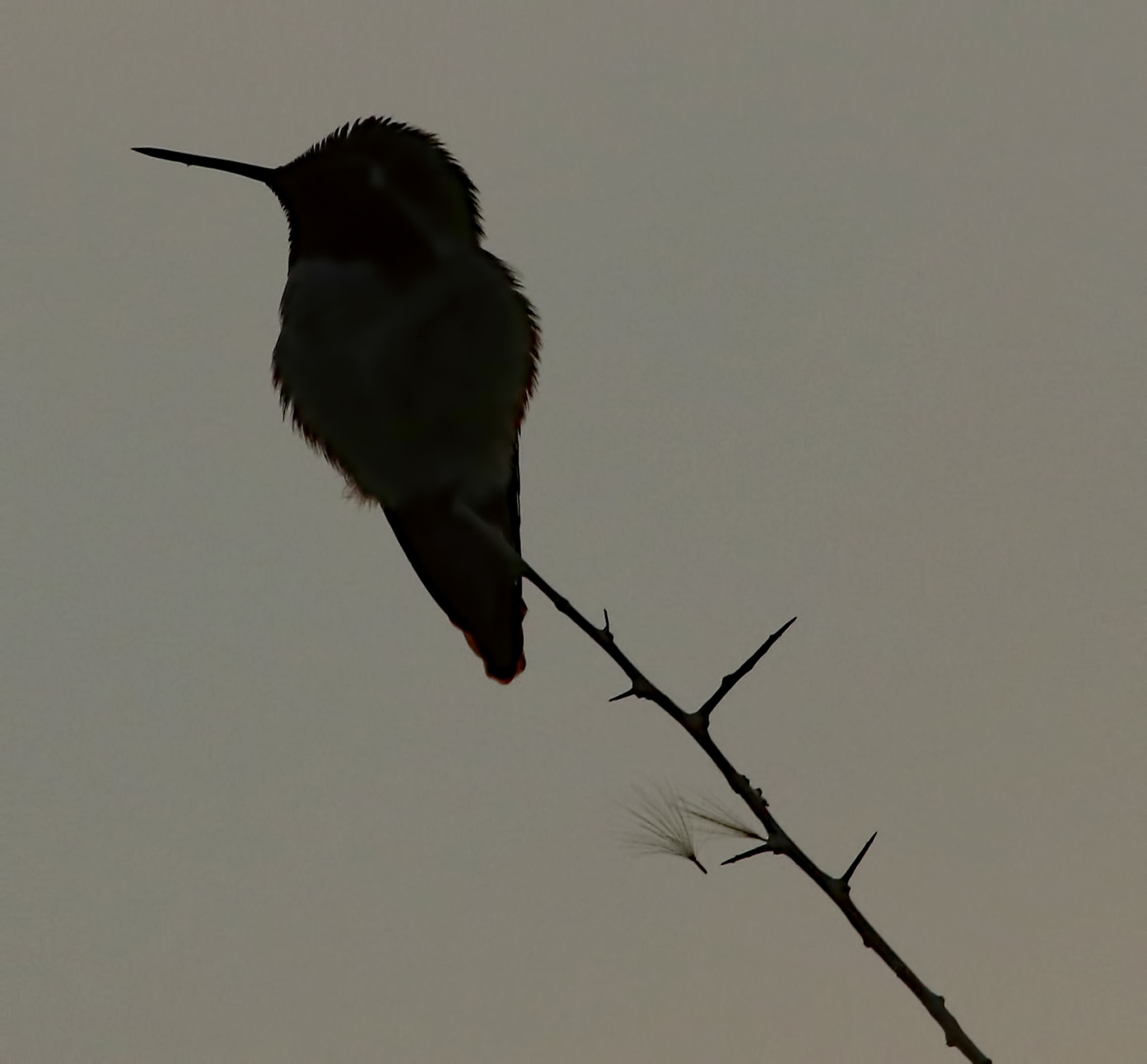 Canon EF 100-400mm F4.5-5.6L IS USM sample photo. Darkness photography