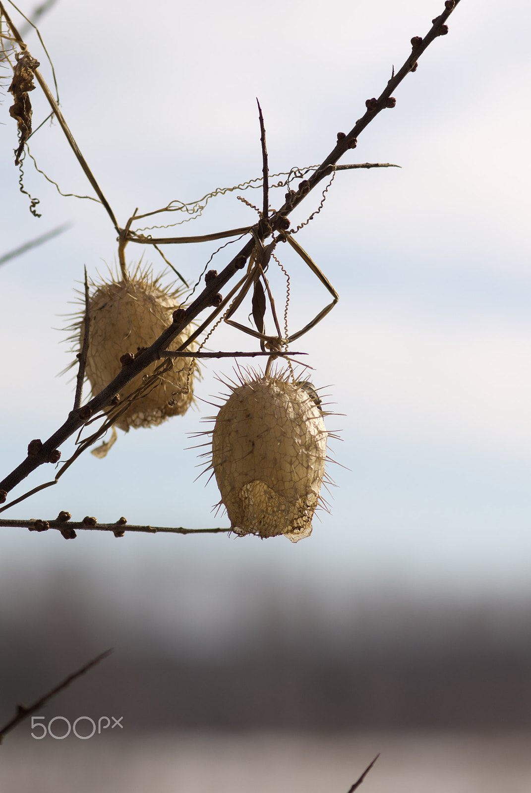 Sony Alpha DSLR-A580 + Sigma 30mm F1.4 EX DC HSM sample photo. Ecballium photography