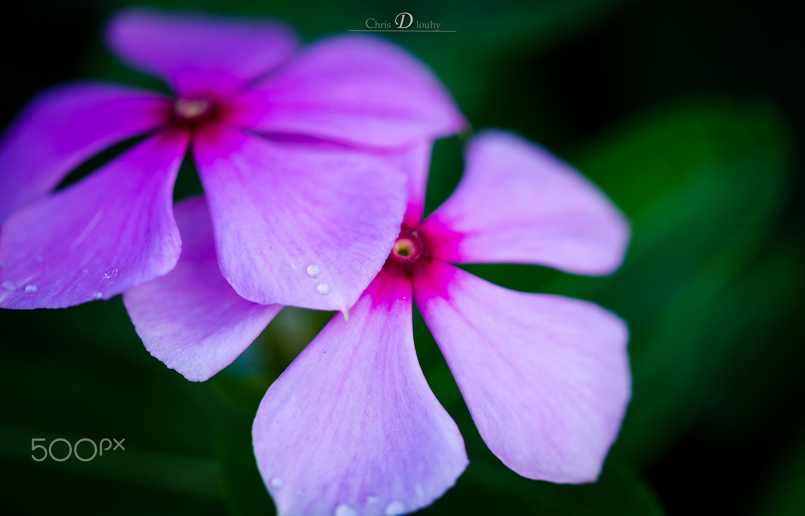 Sigma 105mm F2.8 EX DG OS HSM sample photo. Purple photography