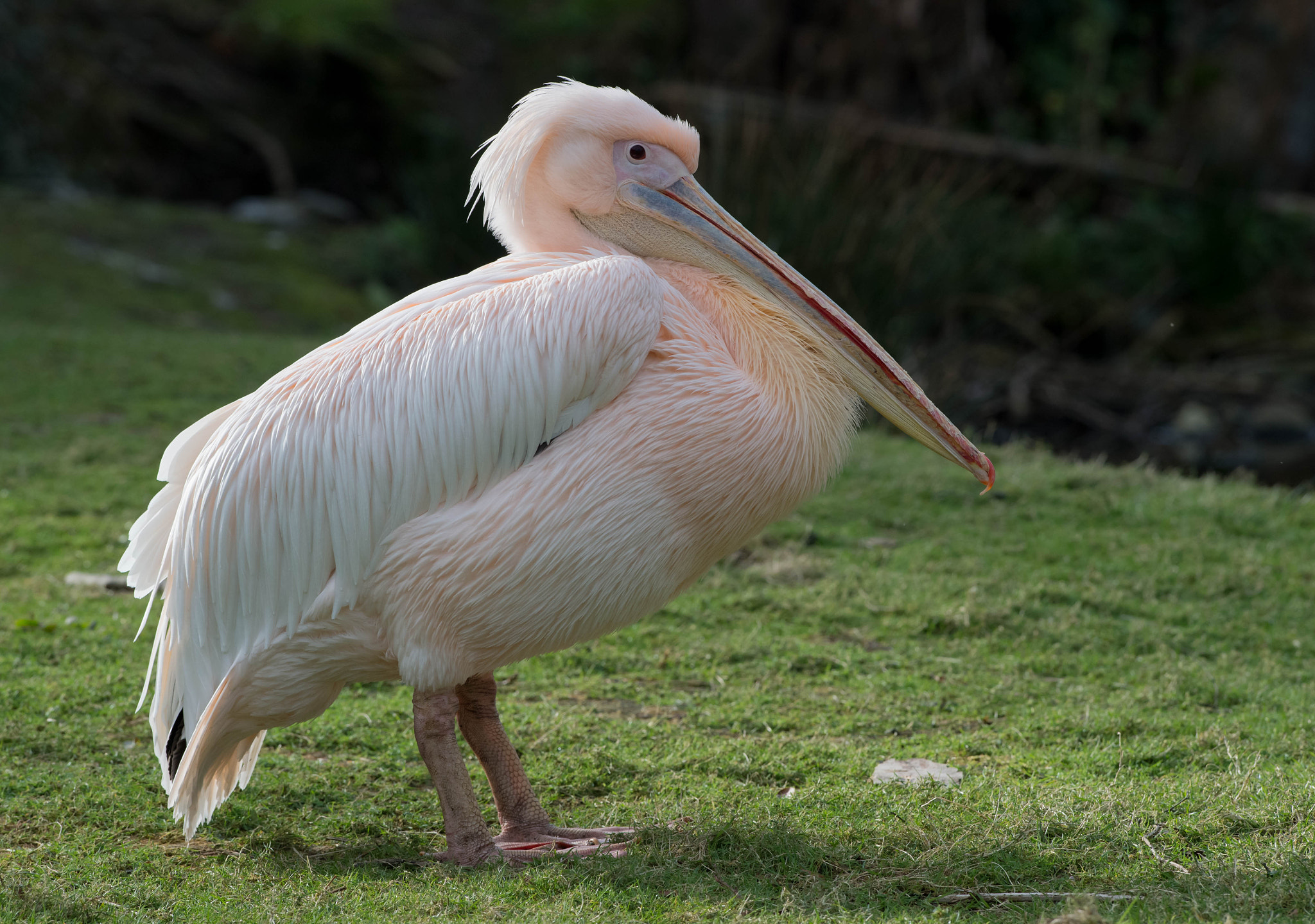 Nikon AF-S Nikkor 300mm F2.8G ED VR II sample photo. Great white a pelican. photography
