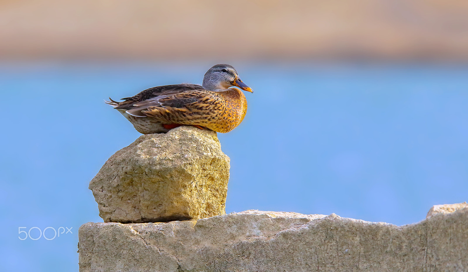 Canon EF 400mm F2.8L IS II USM sample photo. Canard colvert photography